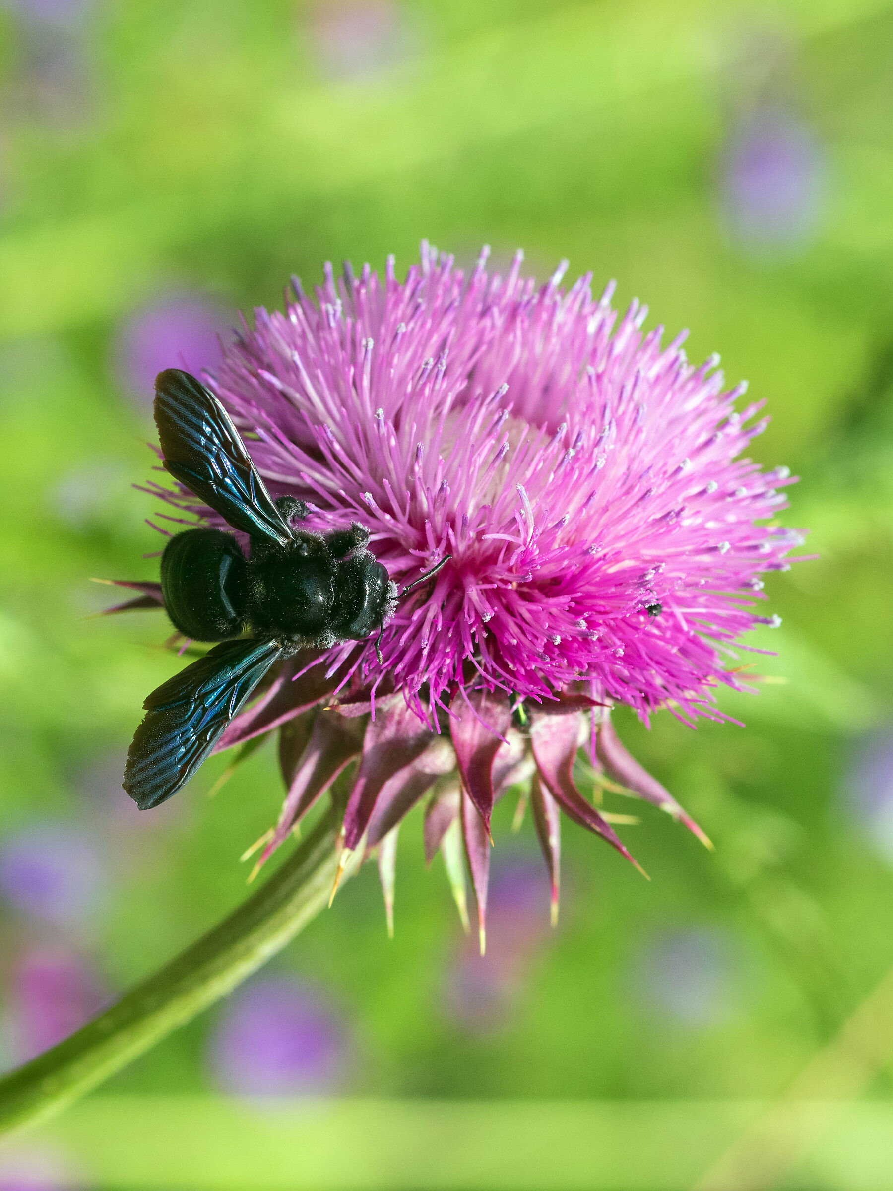 The woodcutter bee (Xylocopa violacea)...