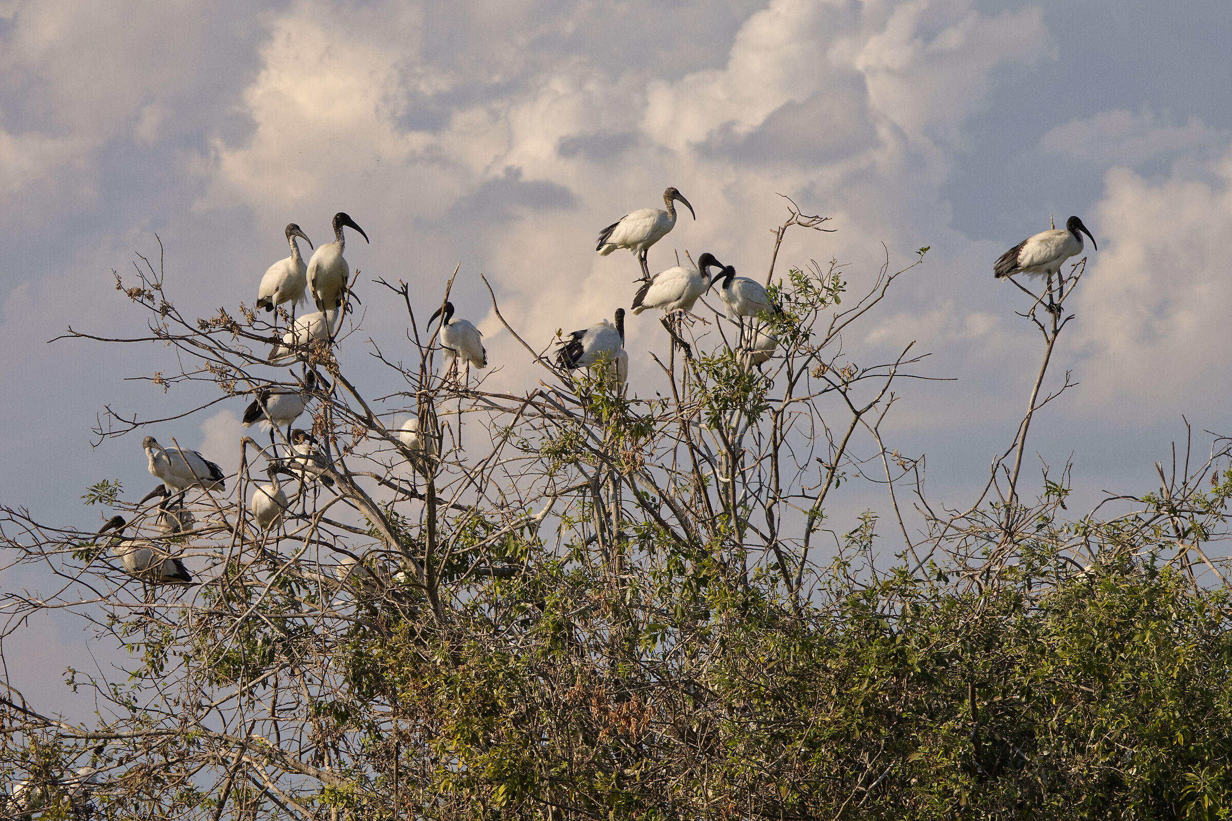 L'albero degli ibis