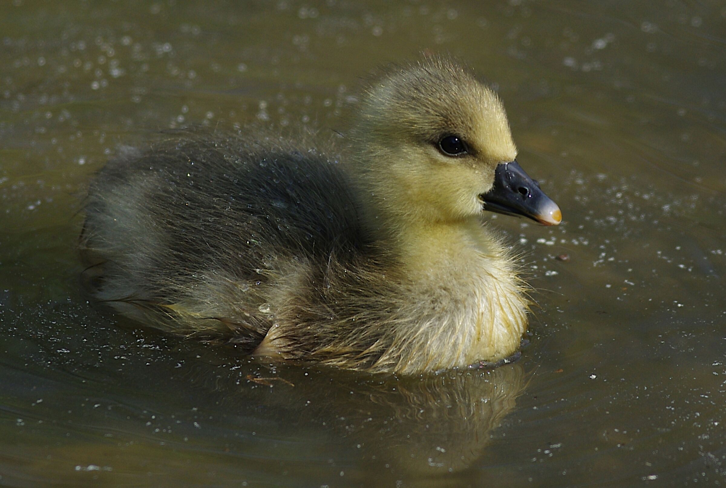 Young Goose (Very Young)