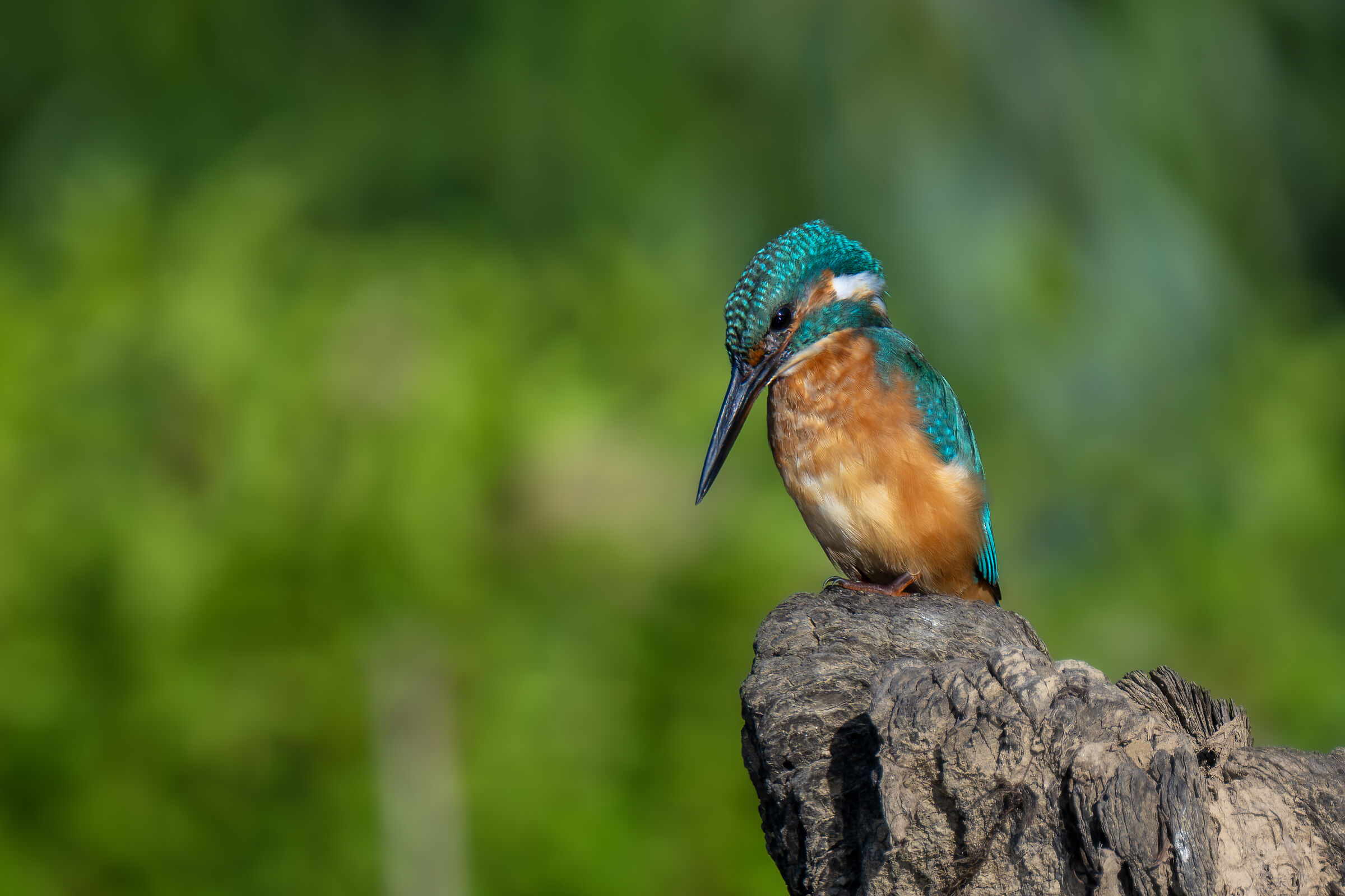 Kingfisher