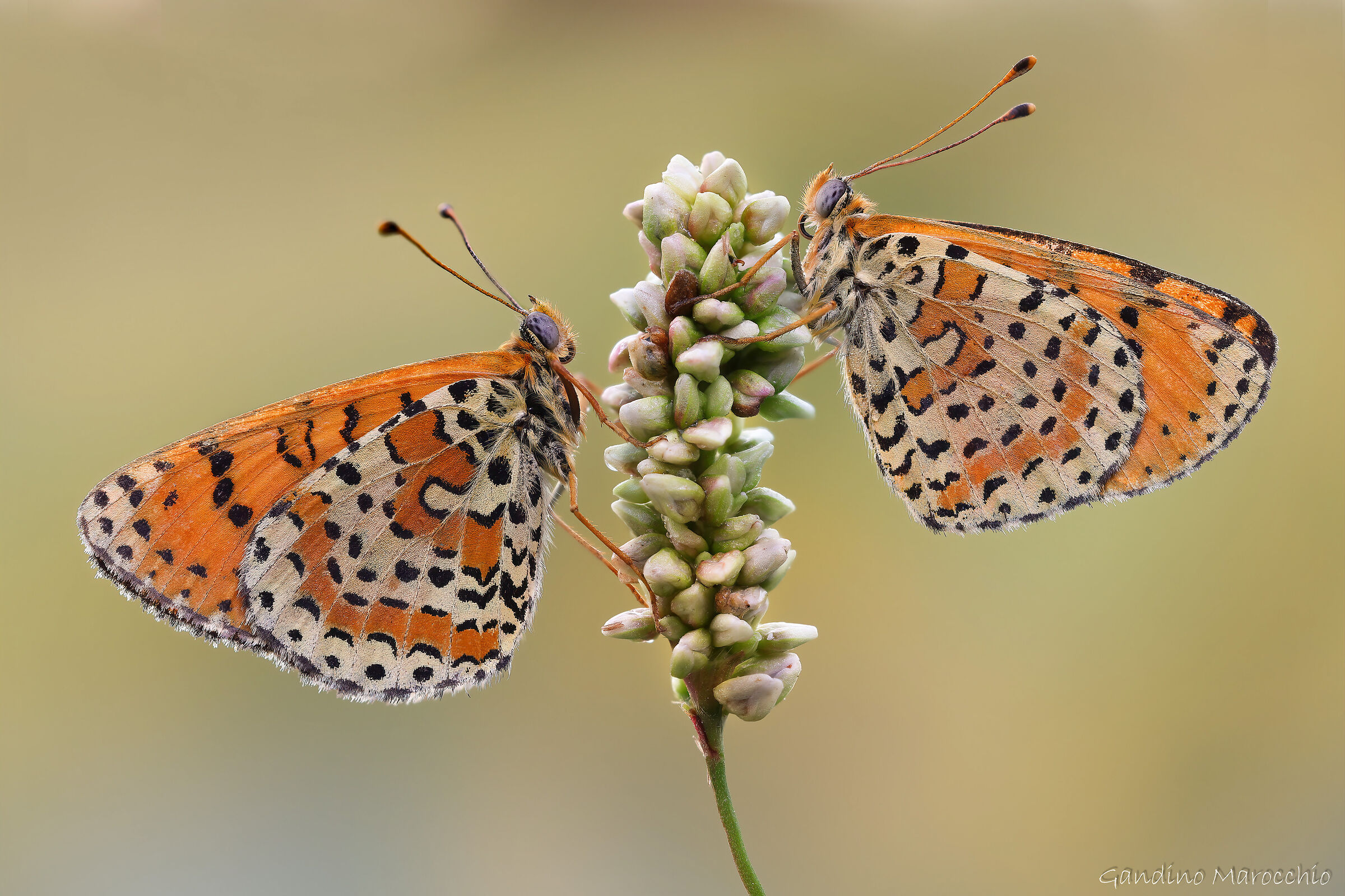 Melitaea  Didyma