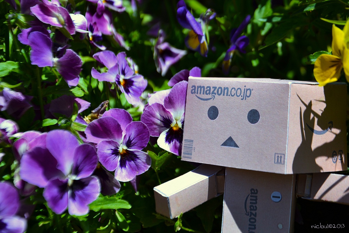 Danbo and violets