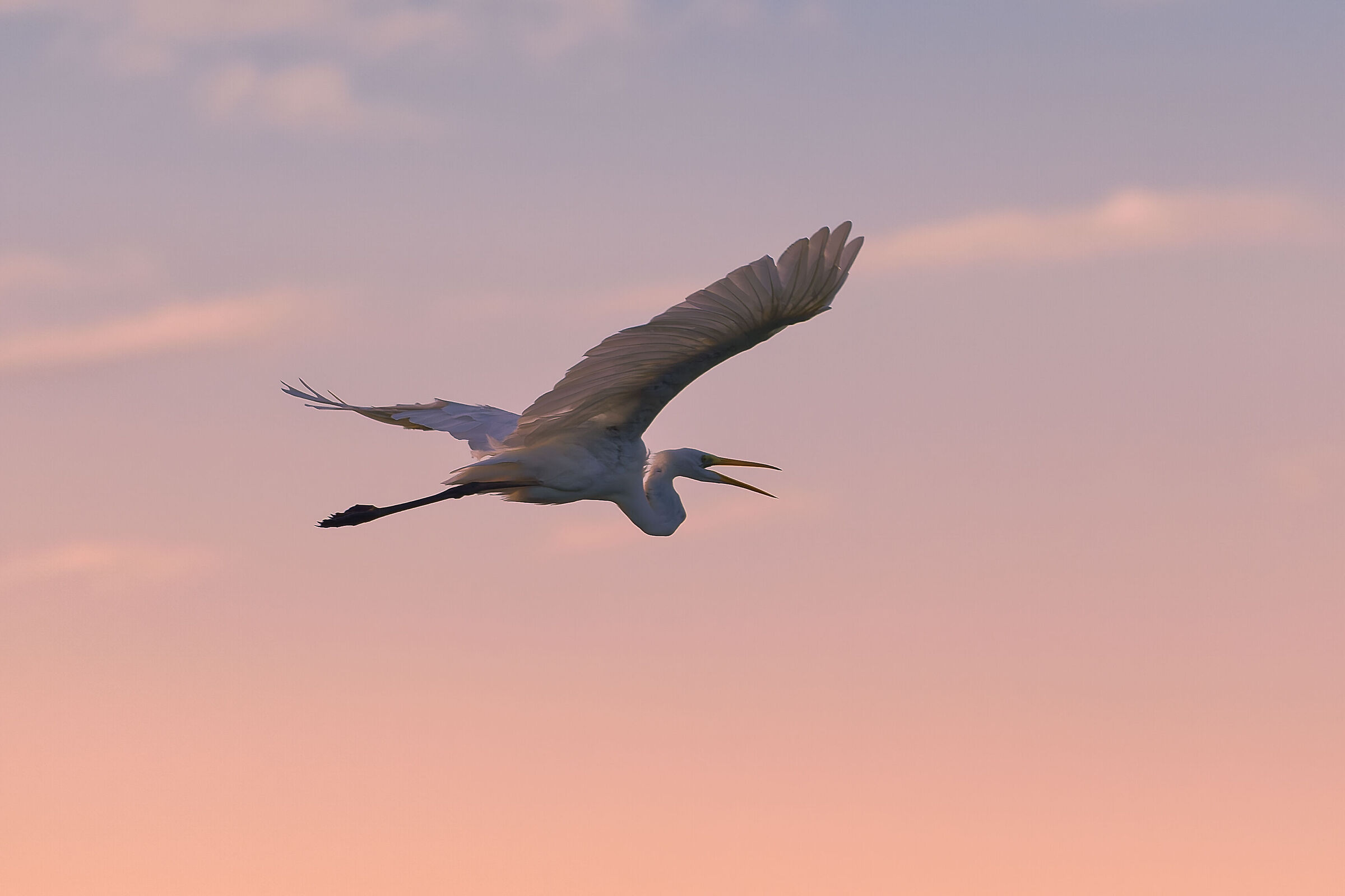 White Heron at sunset