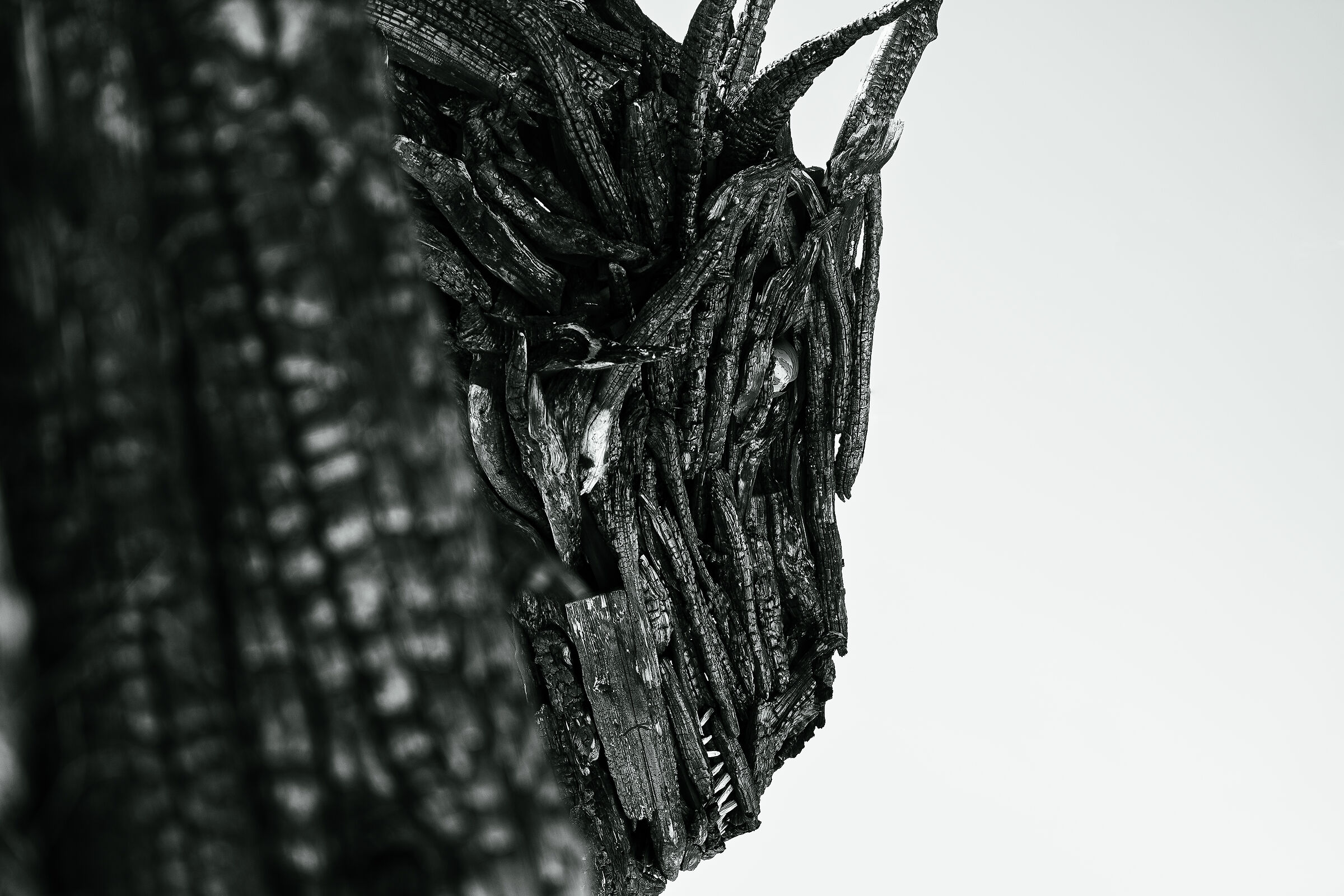 Drago Vaia Regeneration