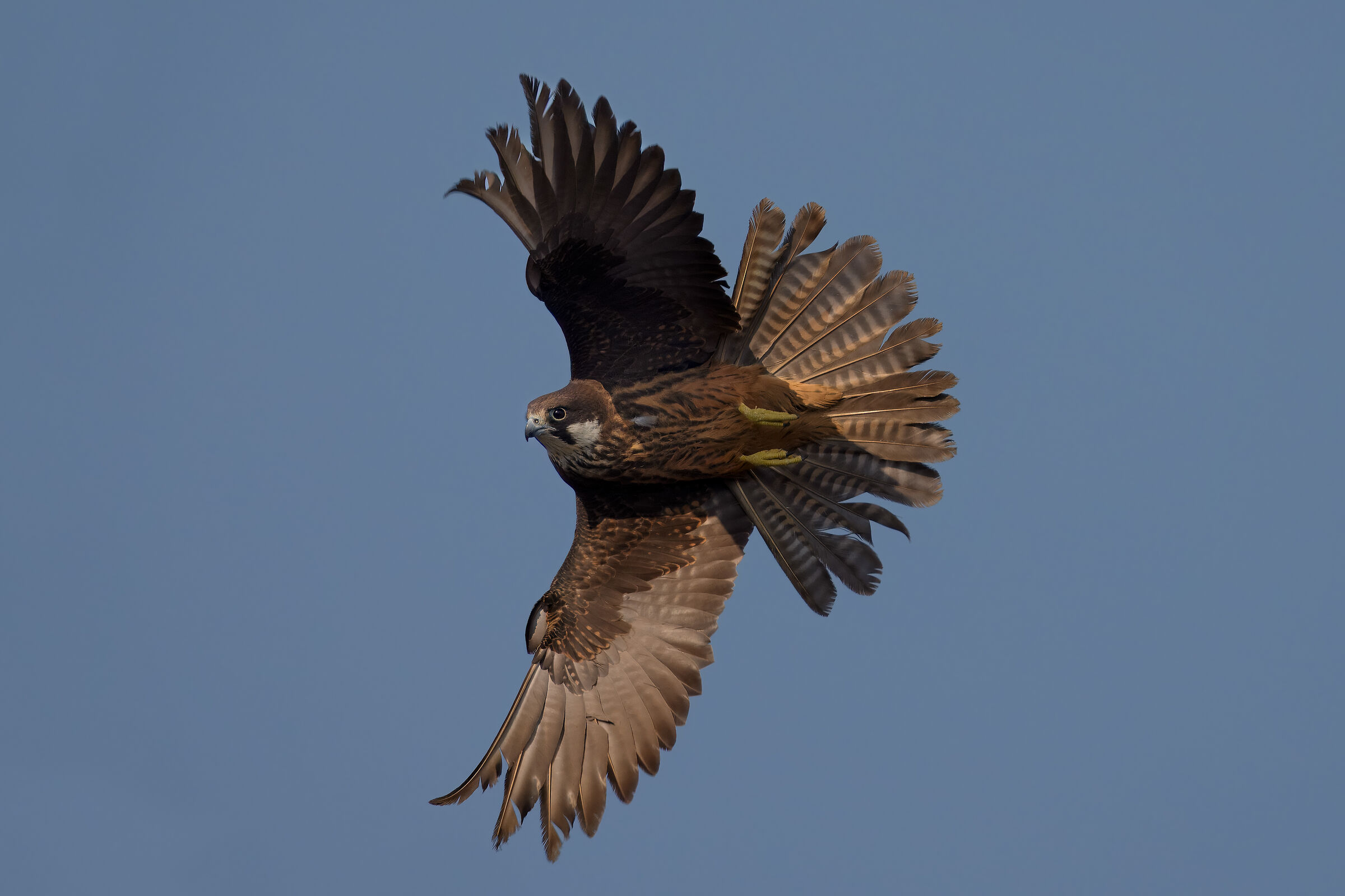 Eleonora's Falcon (Lampedusa 2025)