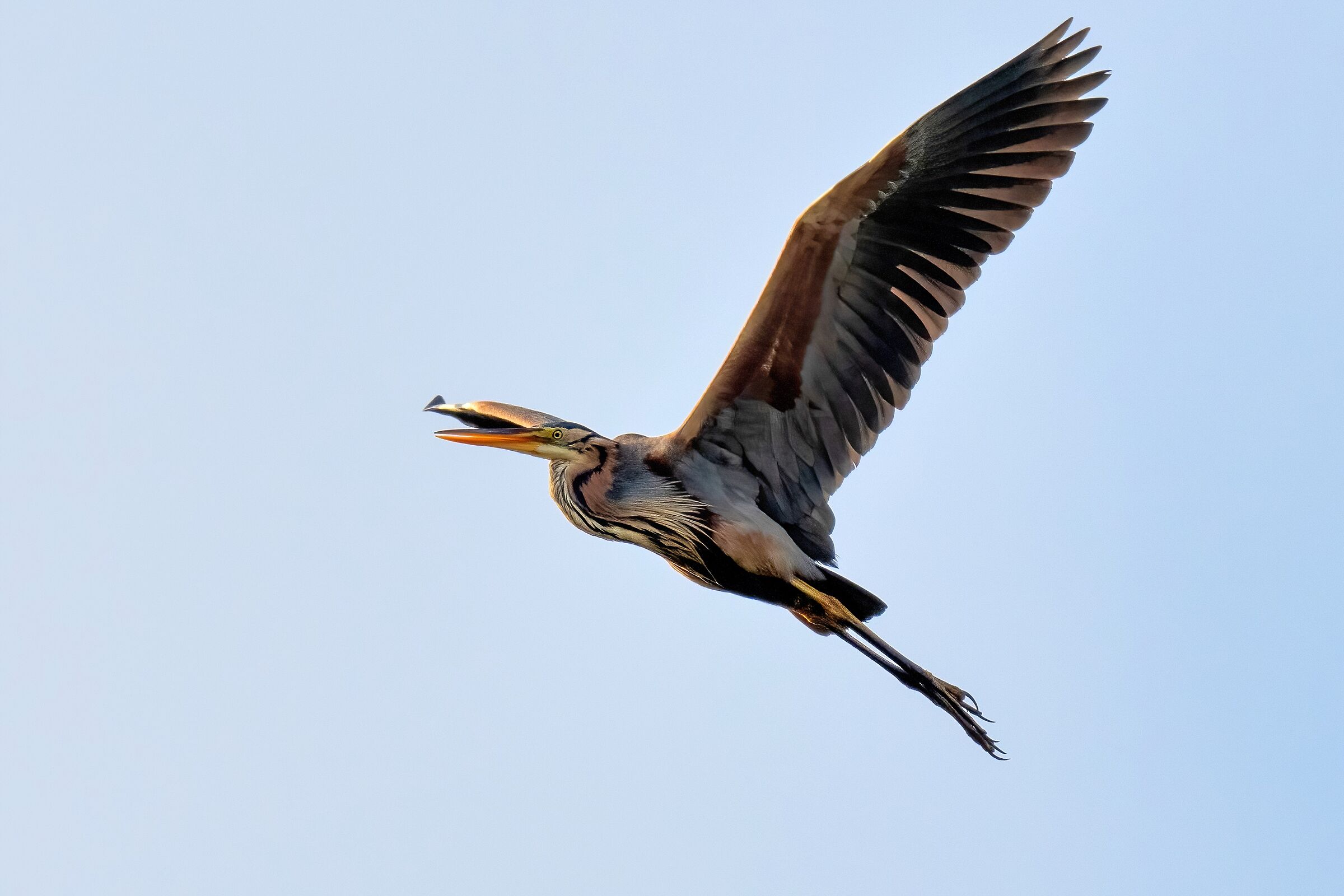 Airone rosso (Ardea purpurea)
