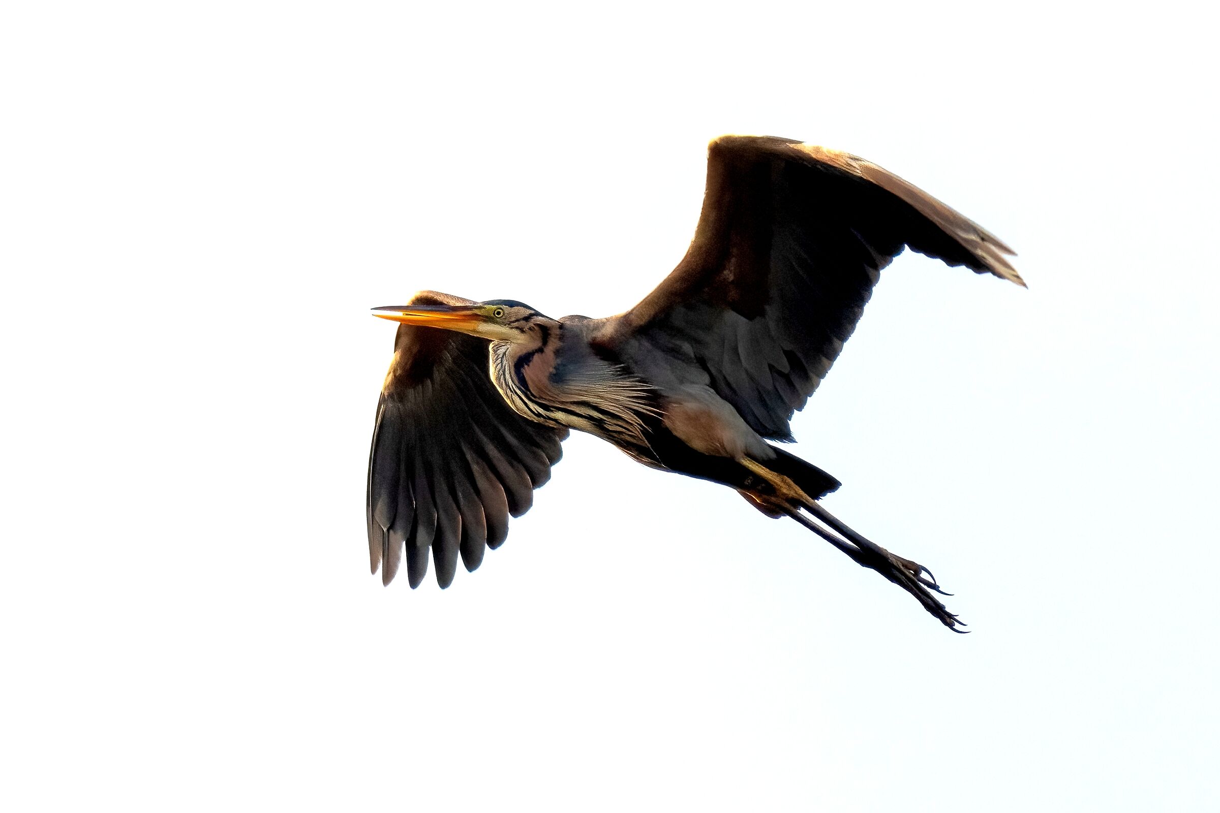 Airone rosso (Ardea purpurea)