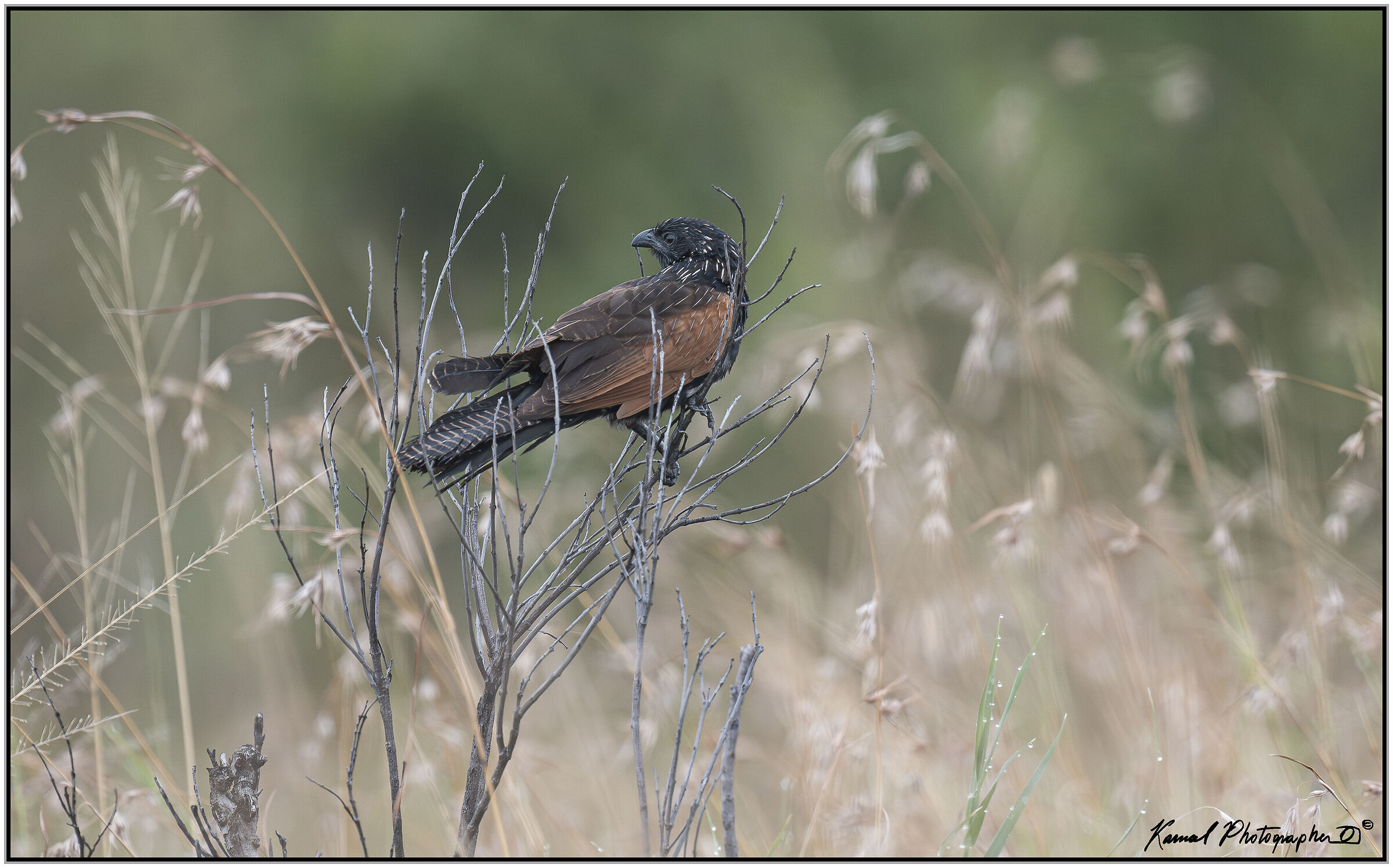 Lesser Cucal (Centropus bengalensis)