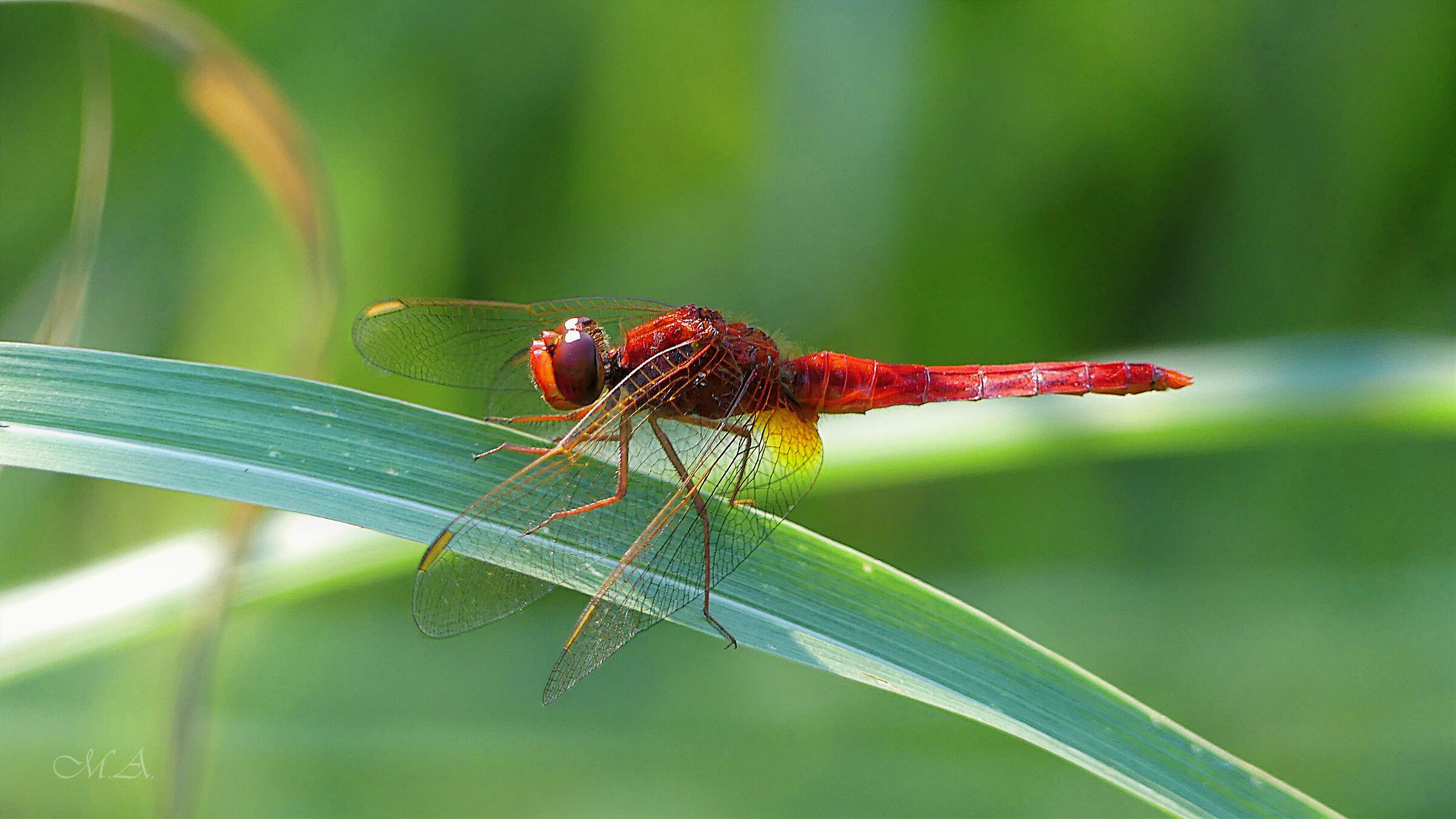 Crocothemis erythraea