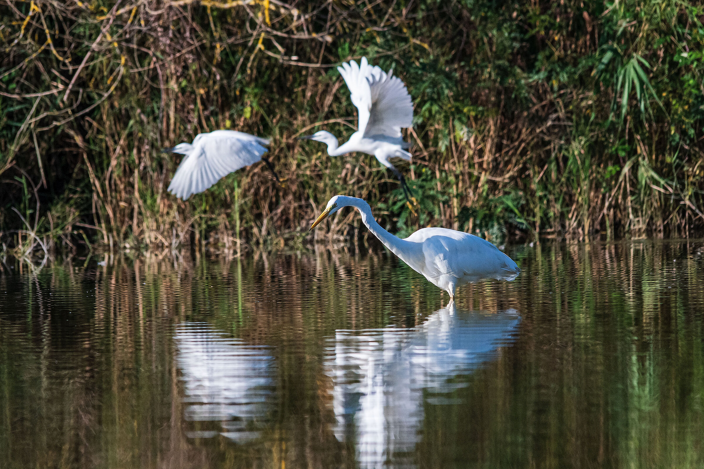 Oasis & Salt Pans #12