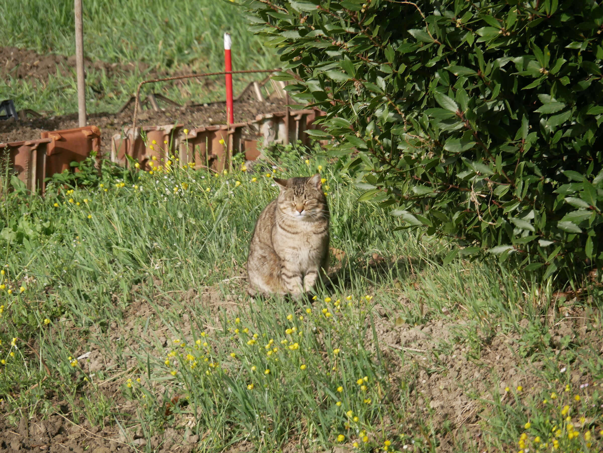 The Queen of the Courtyard II