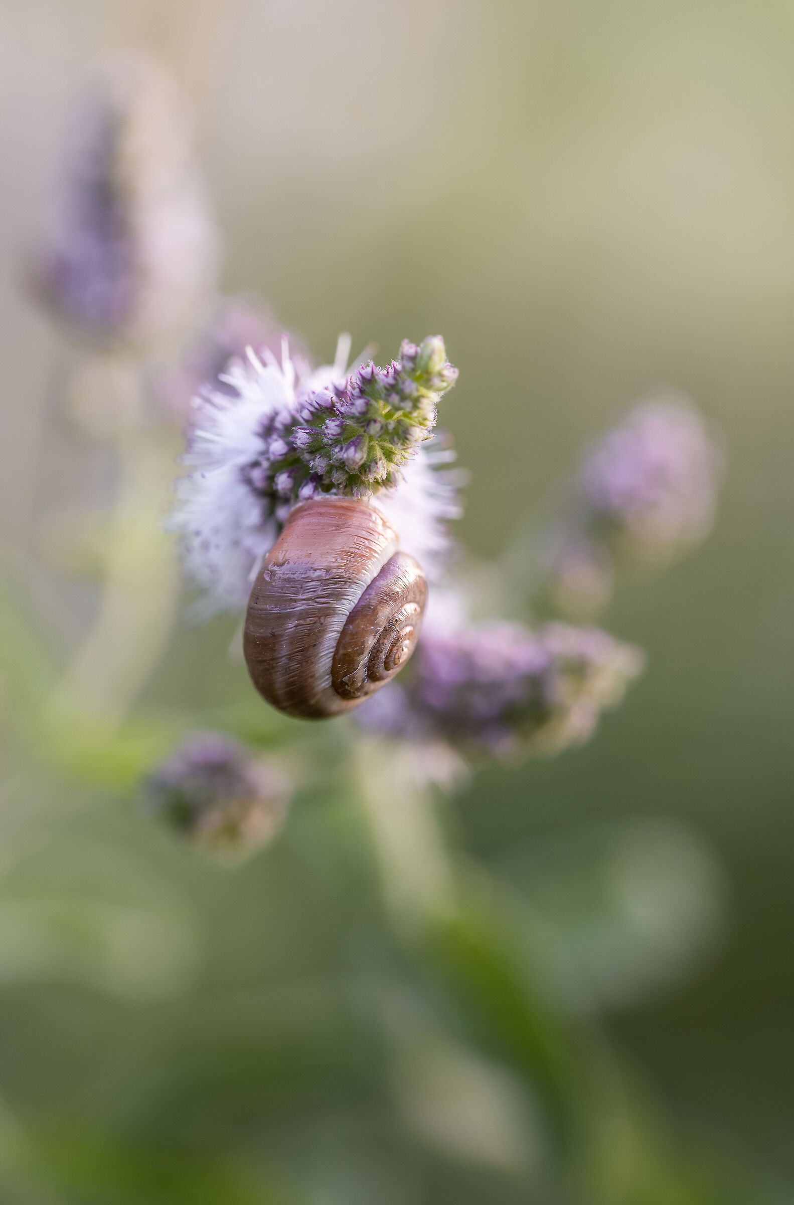 Snail at dawn