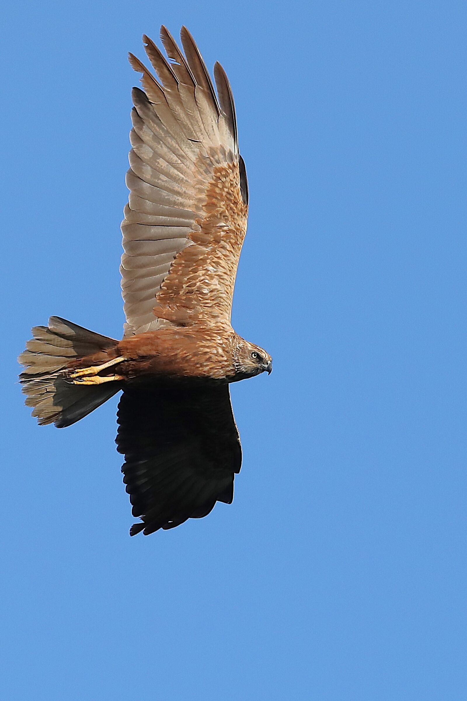 Marsh Harrier