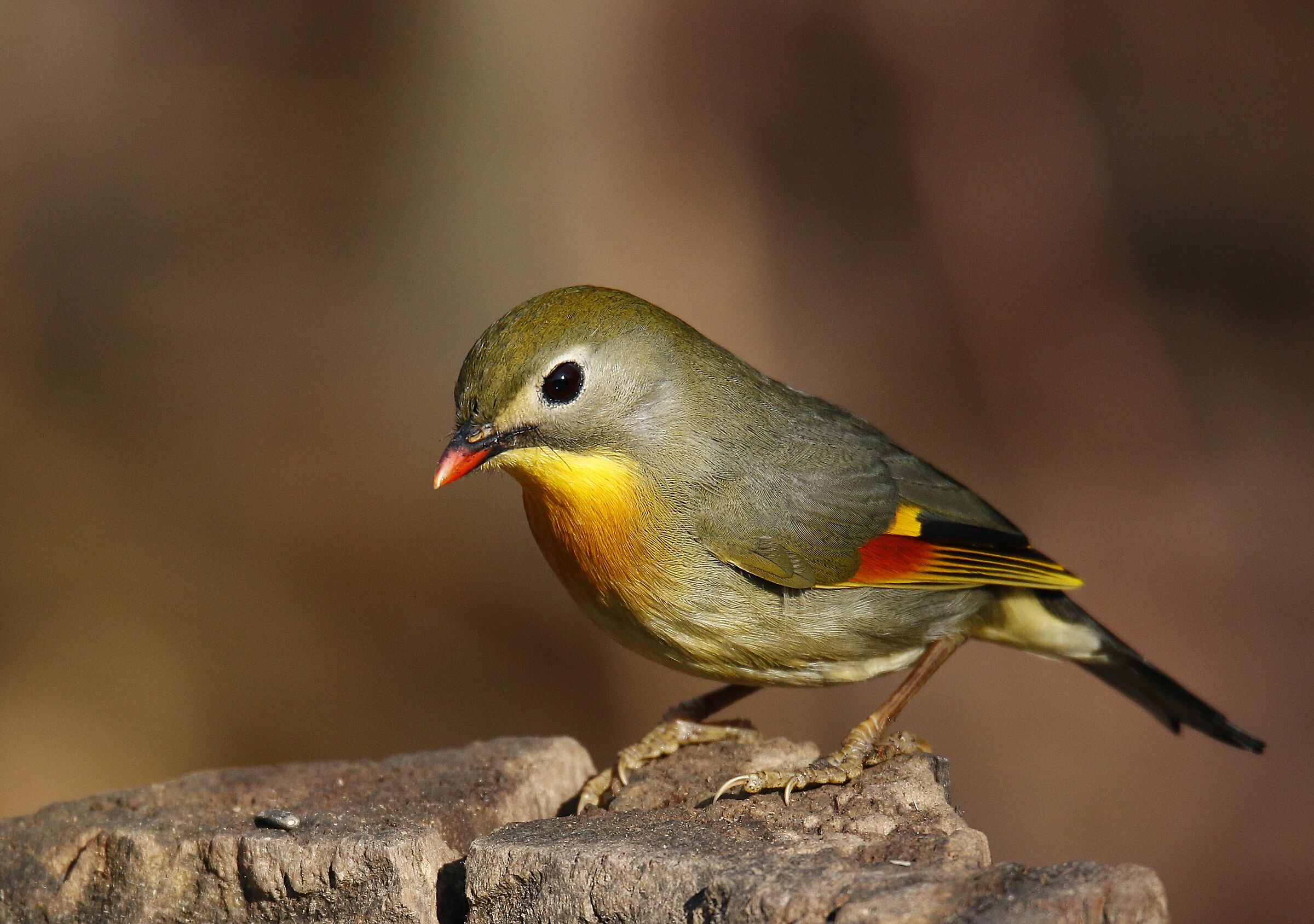 Nightingale of Japan