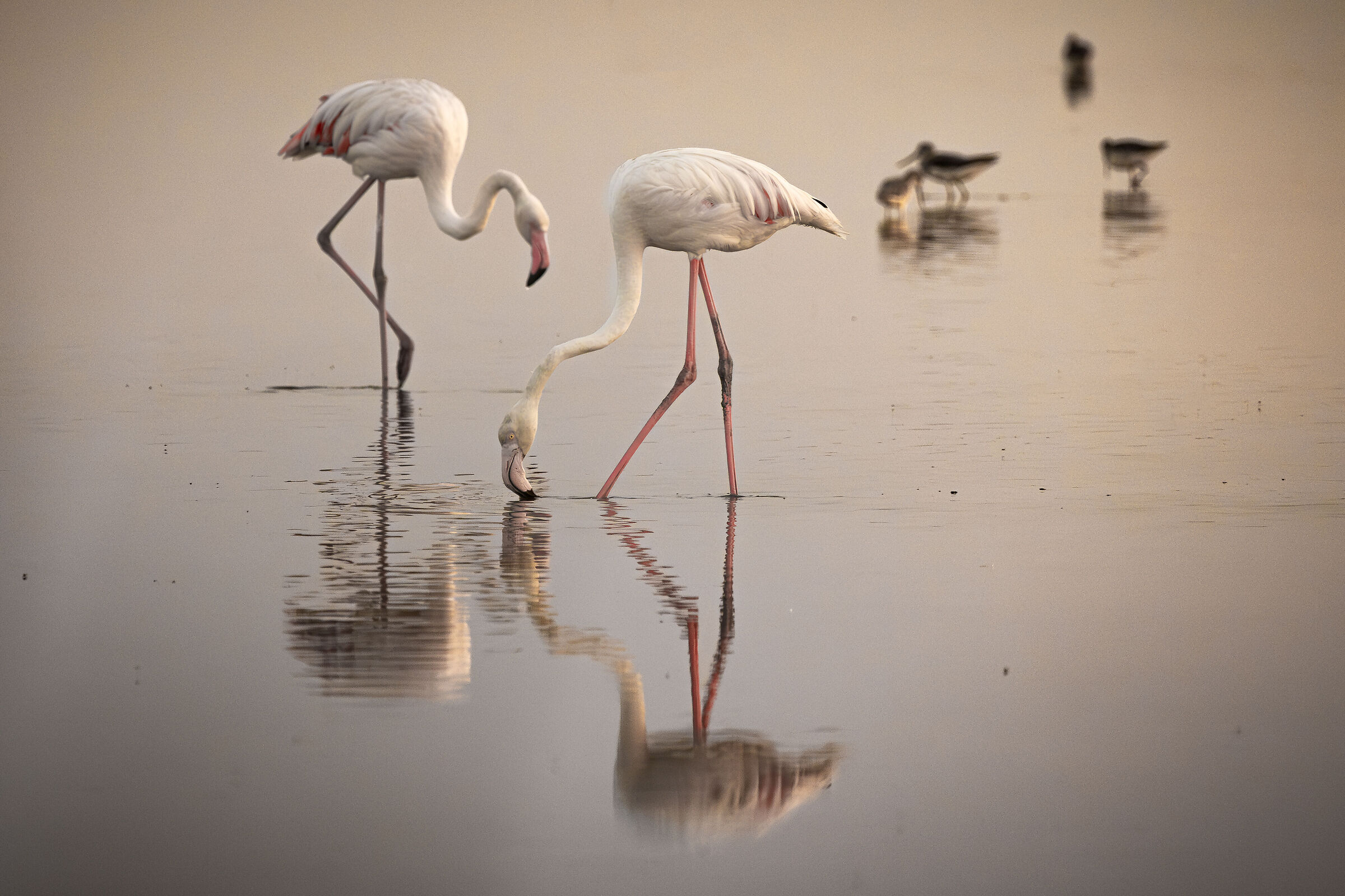 fenicotteri , saline di Cervia