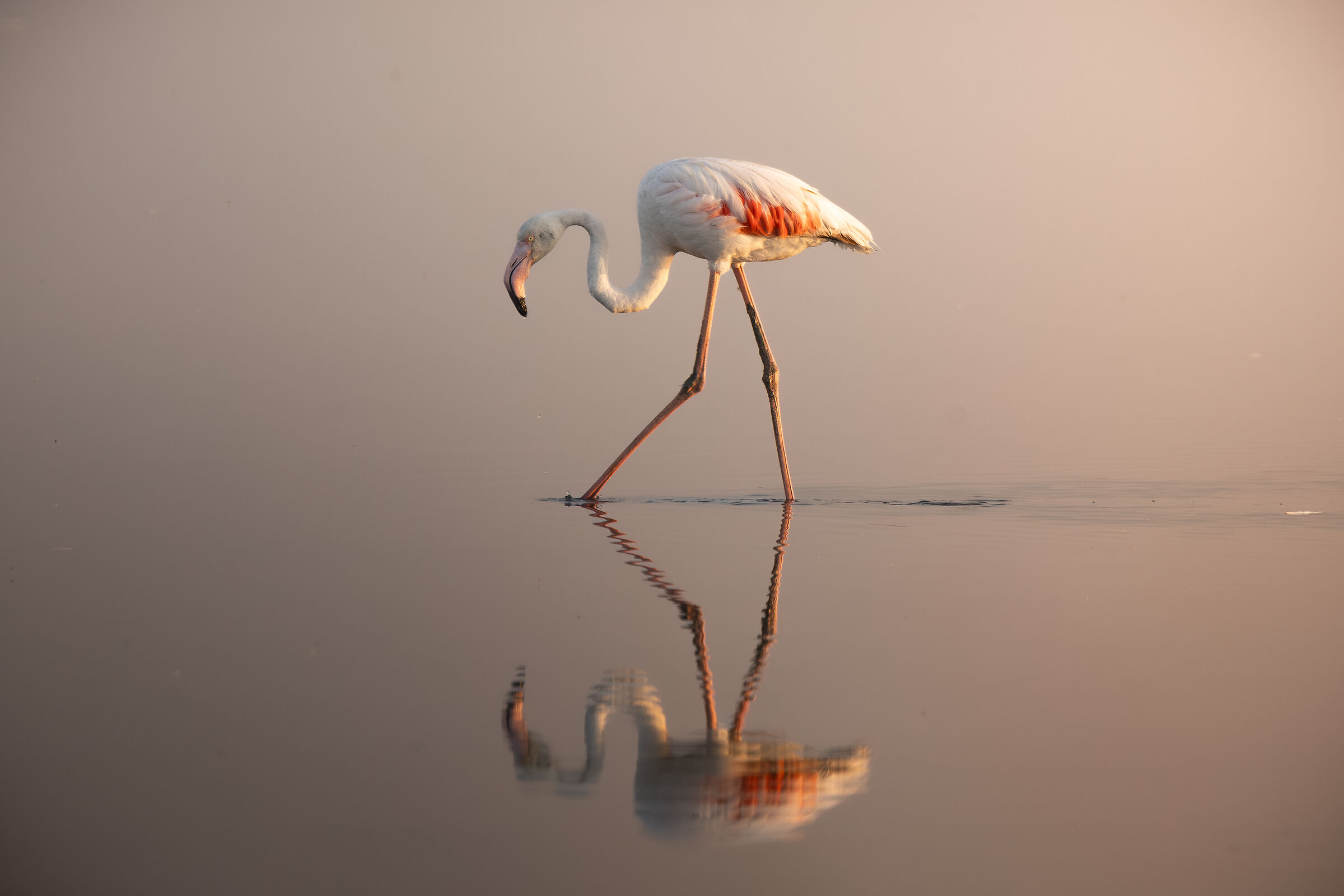 fenicotteri , saline di Cervia