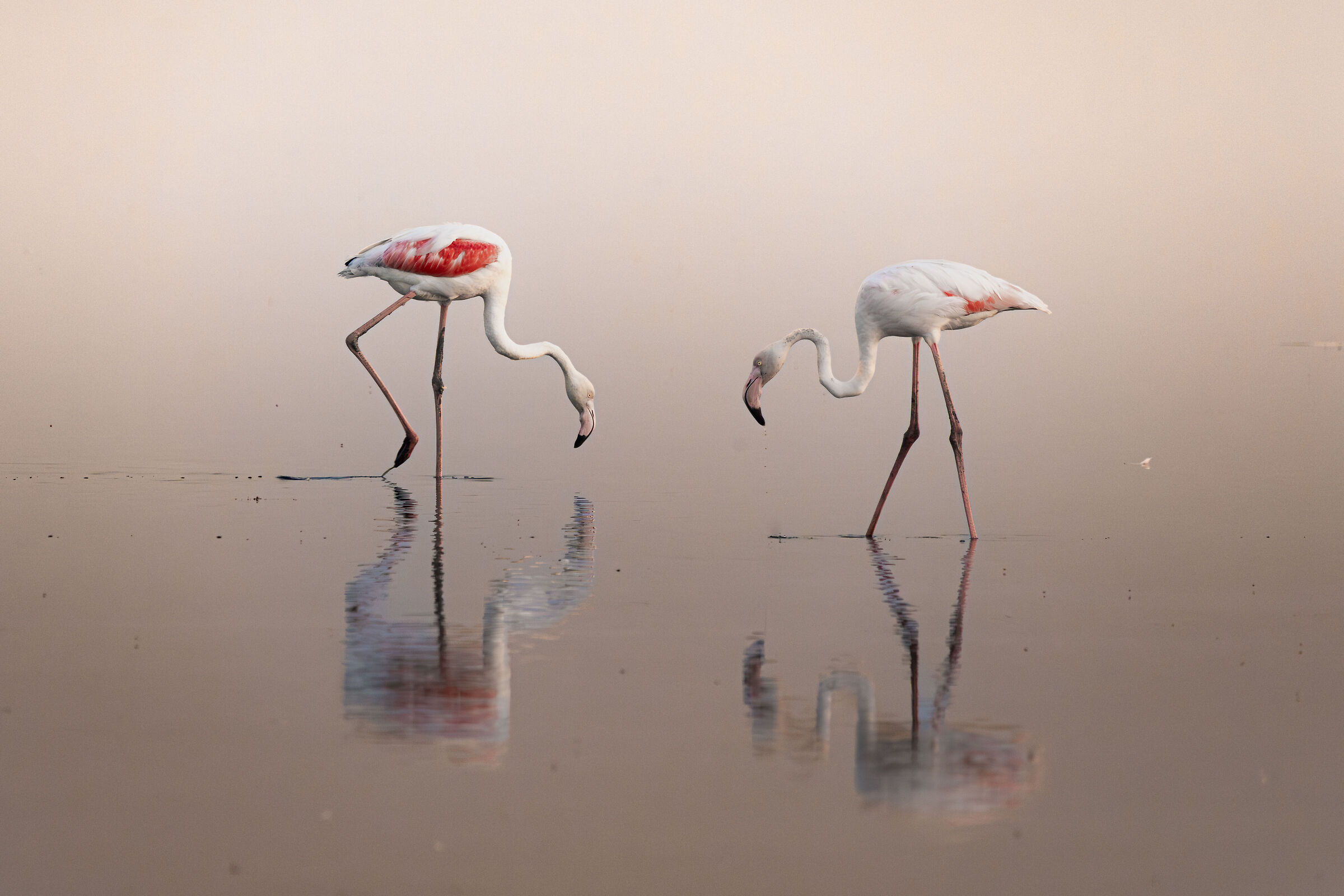 fenicotteri , saline di Cervia