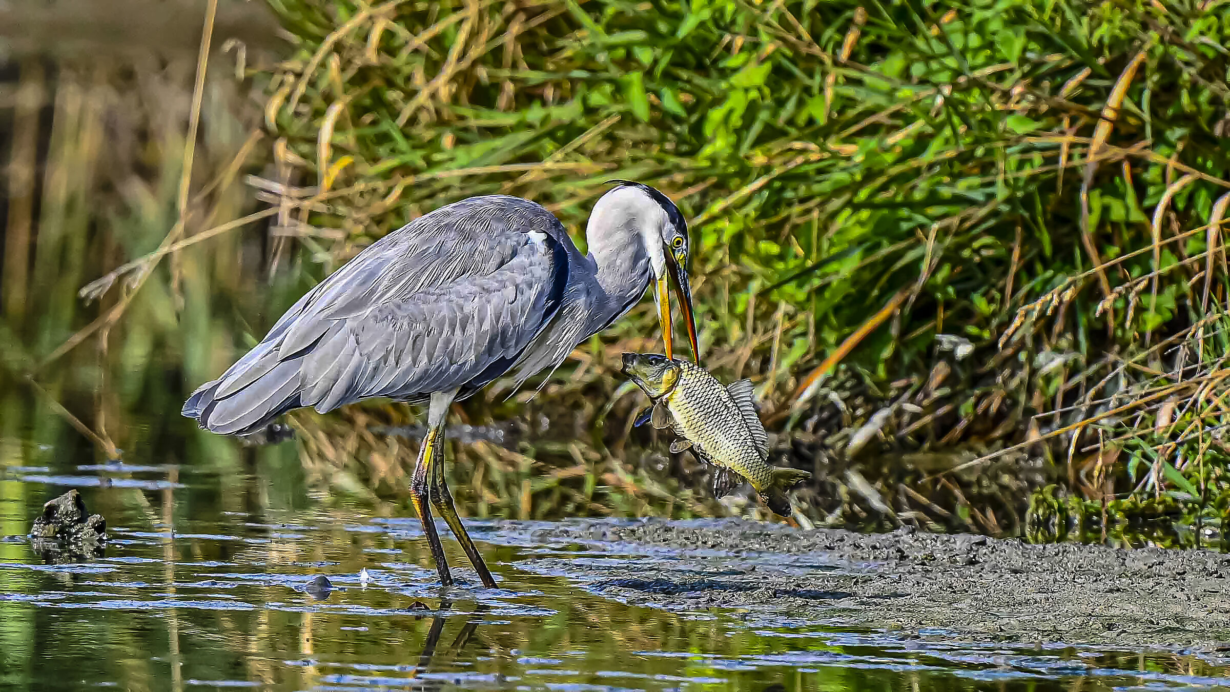 La cena del Cenerino