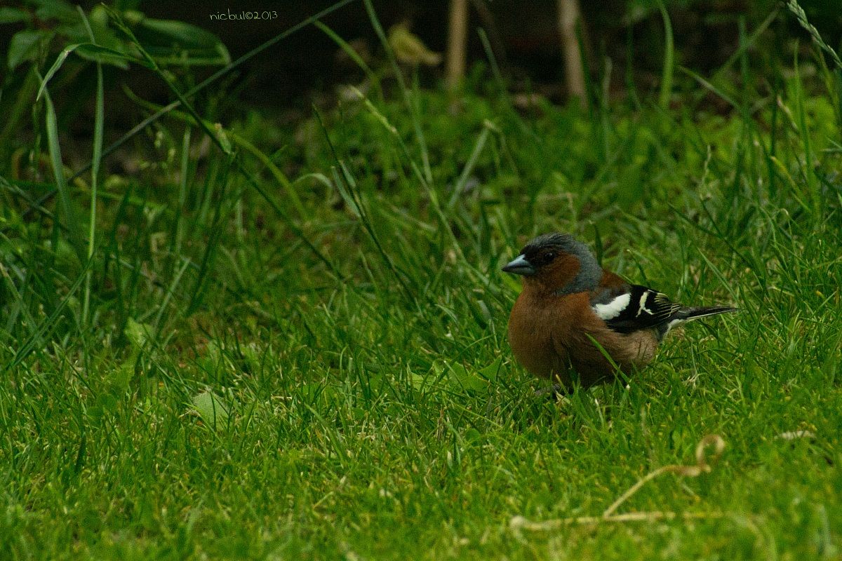 Chaffinch