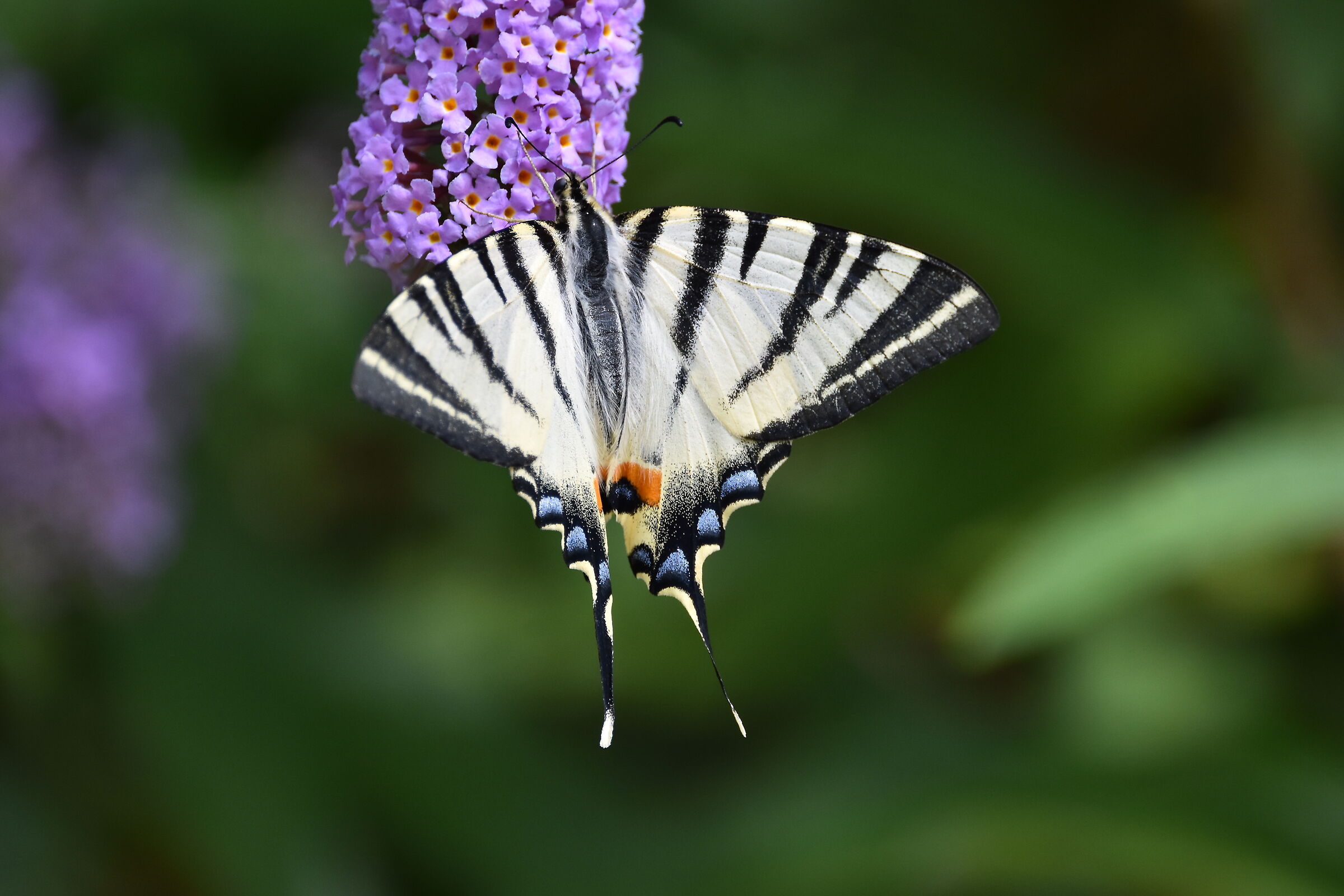 Il popolo dei fiori un ospite della Buddleja