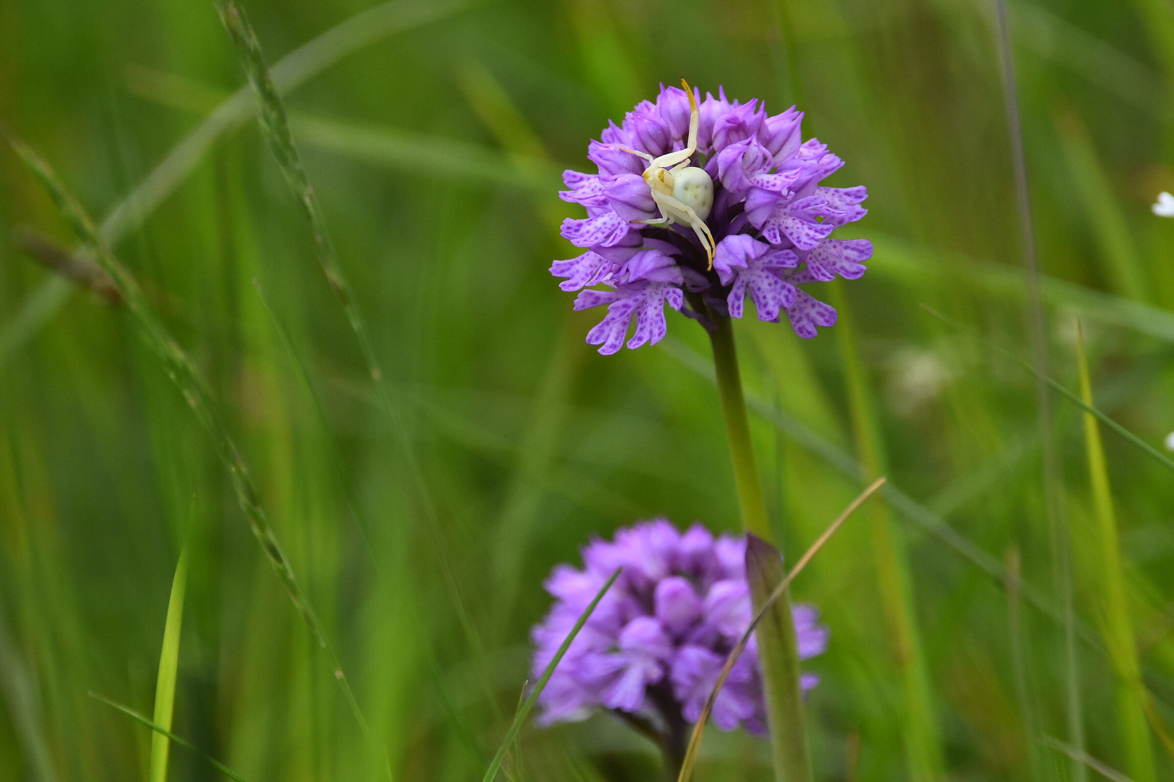 Il popolo dei fiori un ospite dell'Orchis