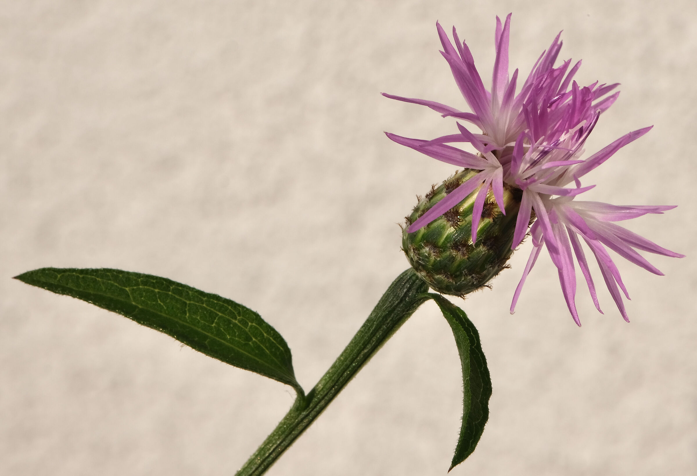 Cornflower