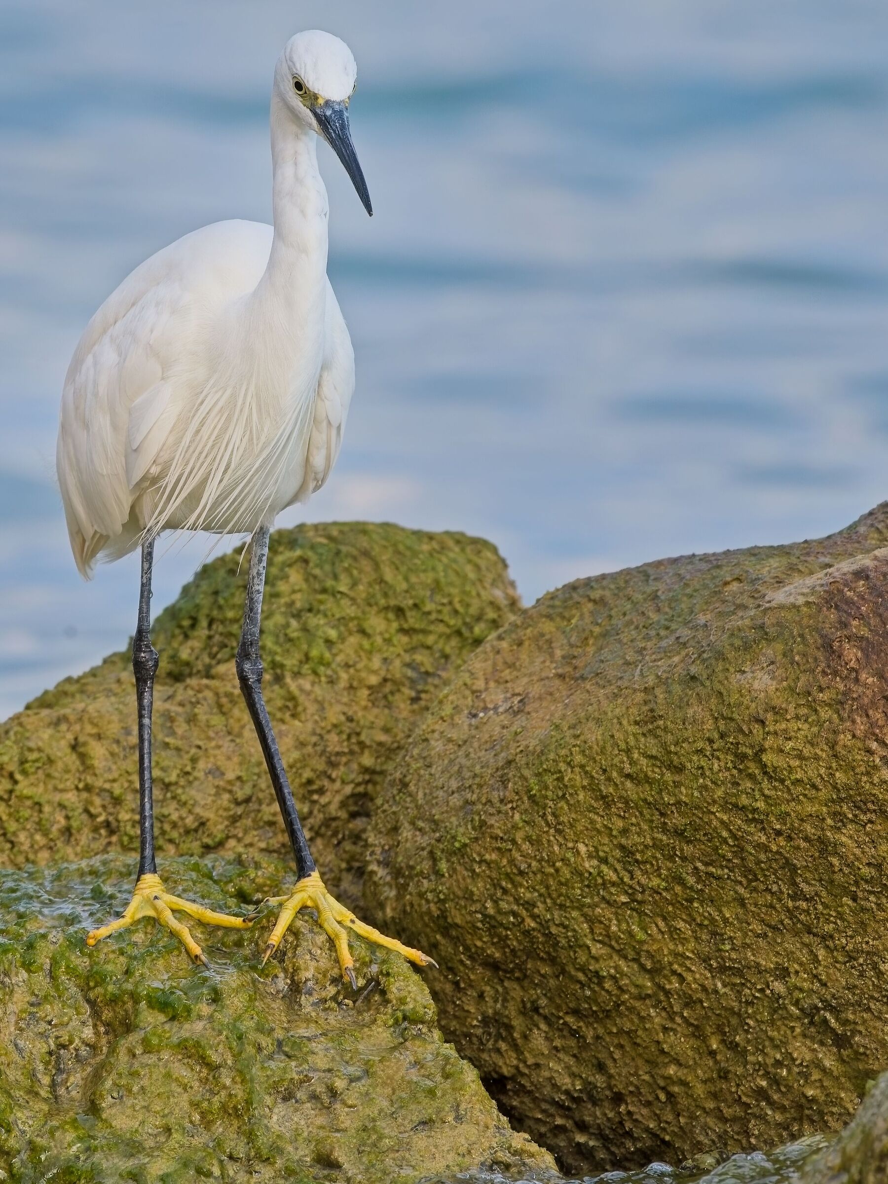 Egret on the attack