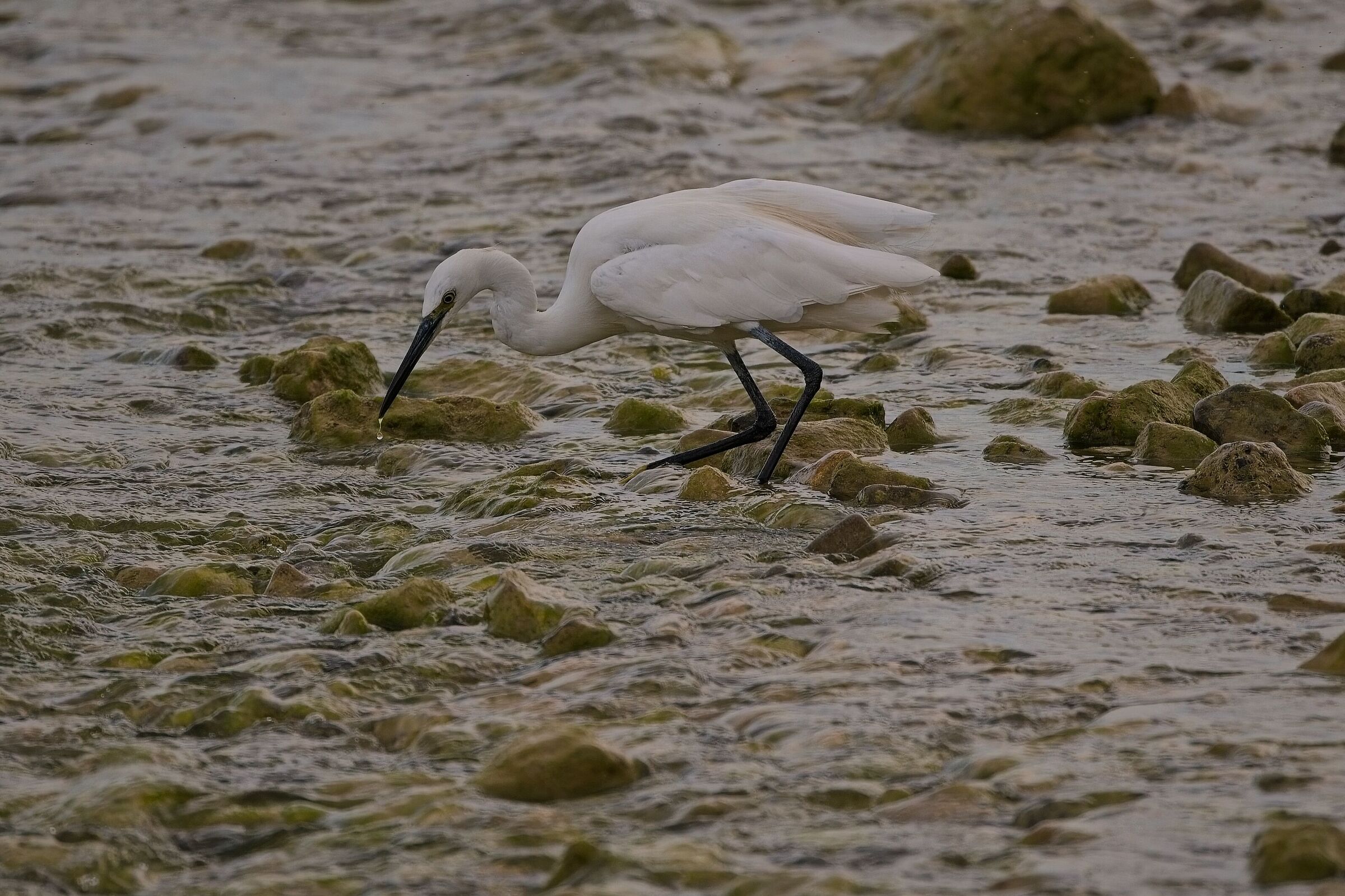 Little egret at the bath