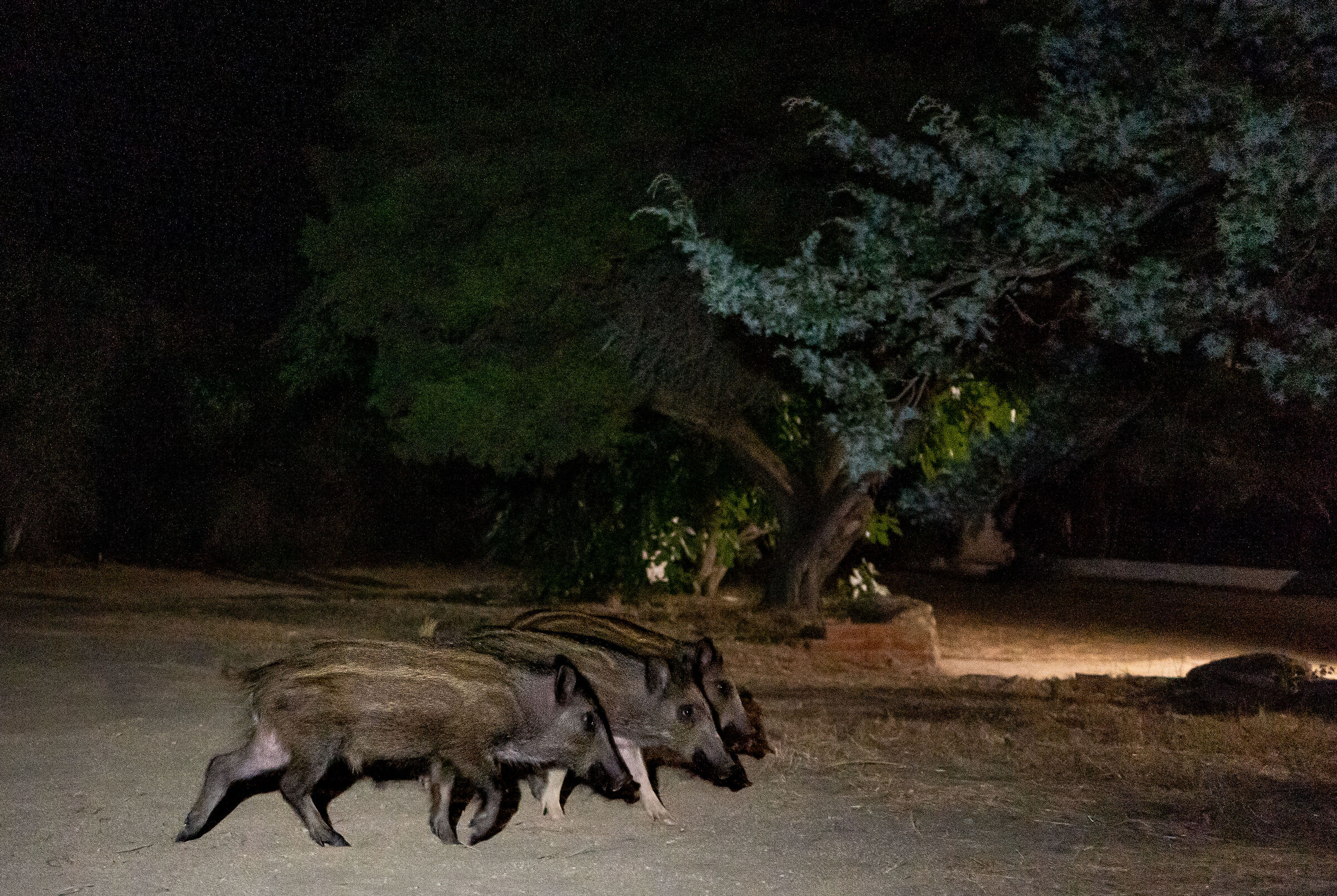 qui quo qua, tre cuccioli di cinghale