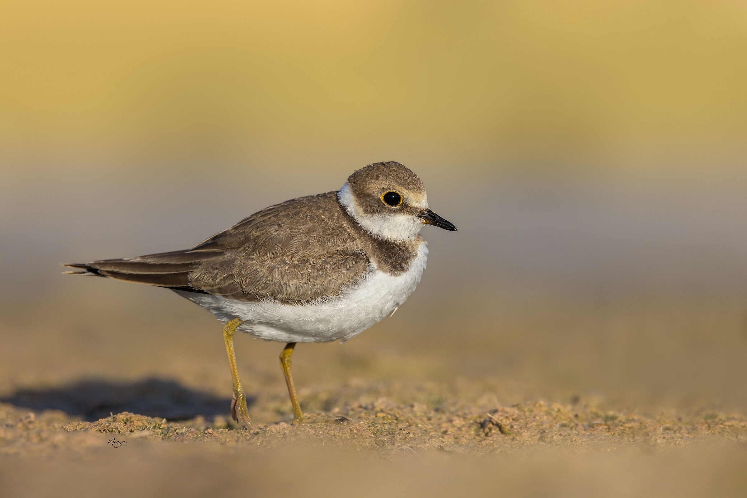 Littel ringed plover
