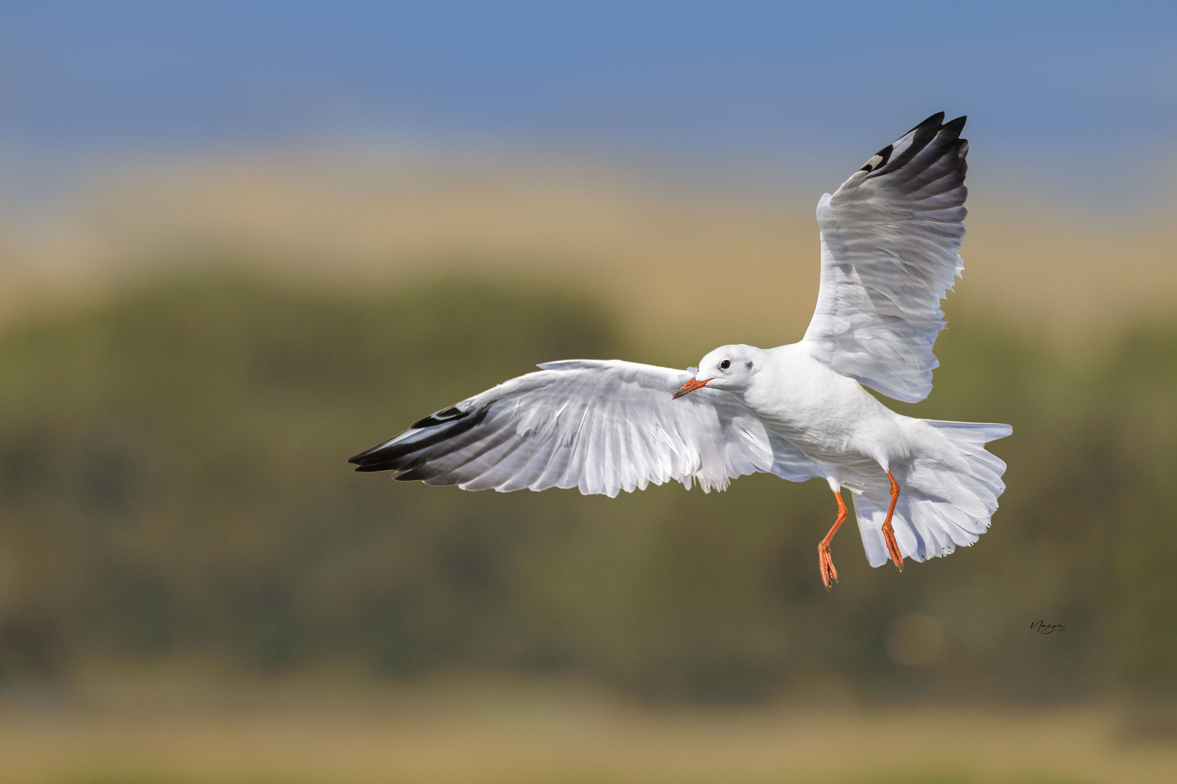 Black-headed gull