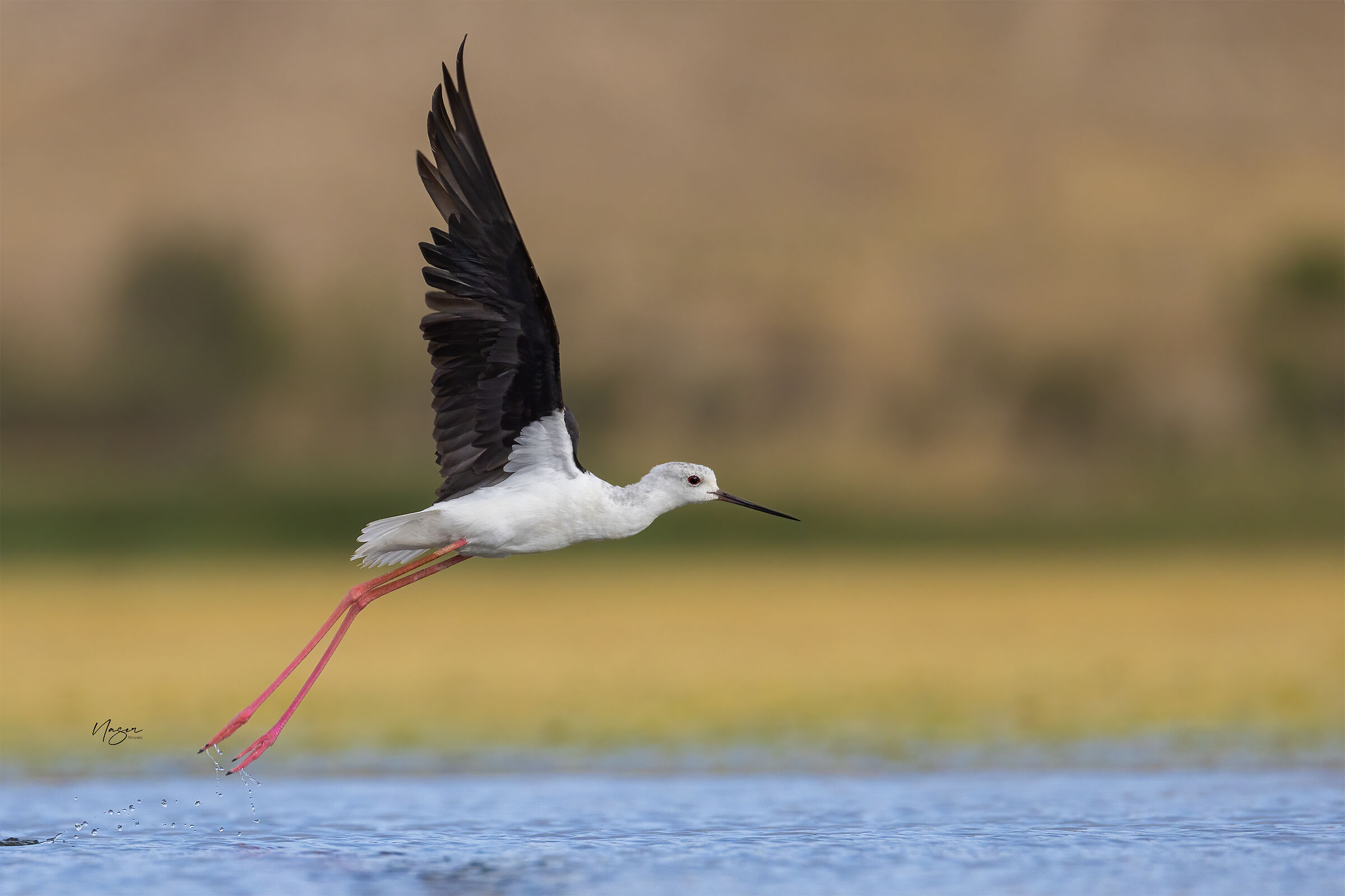 Black-wiged stilt