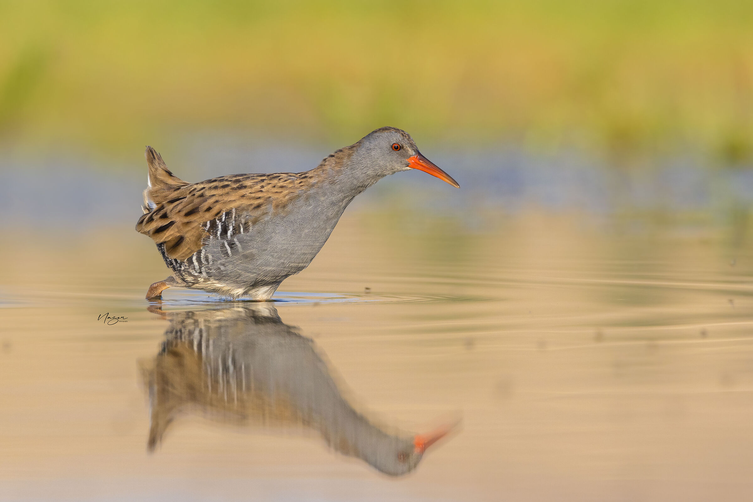 Water rail