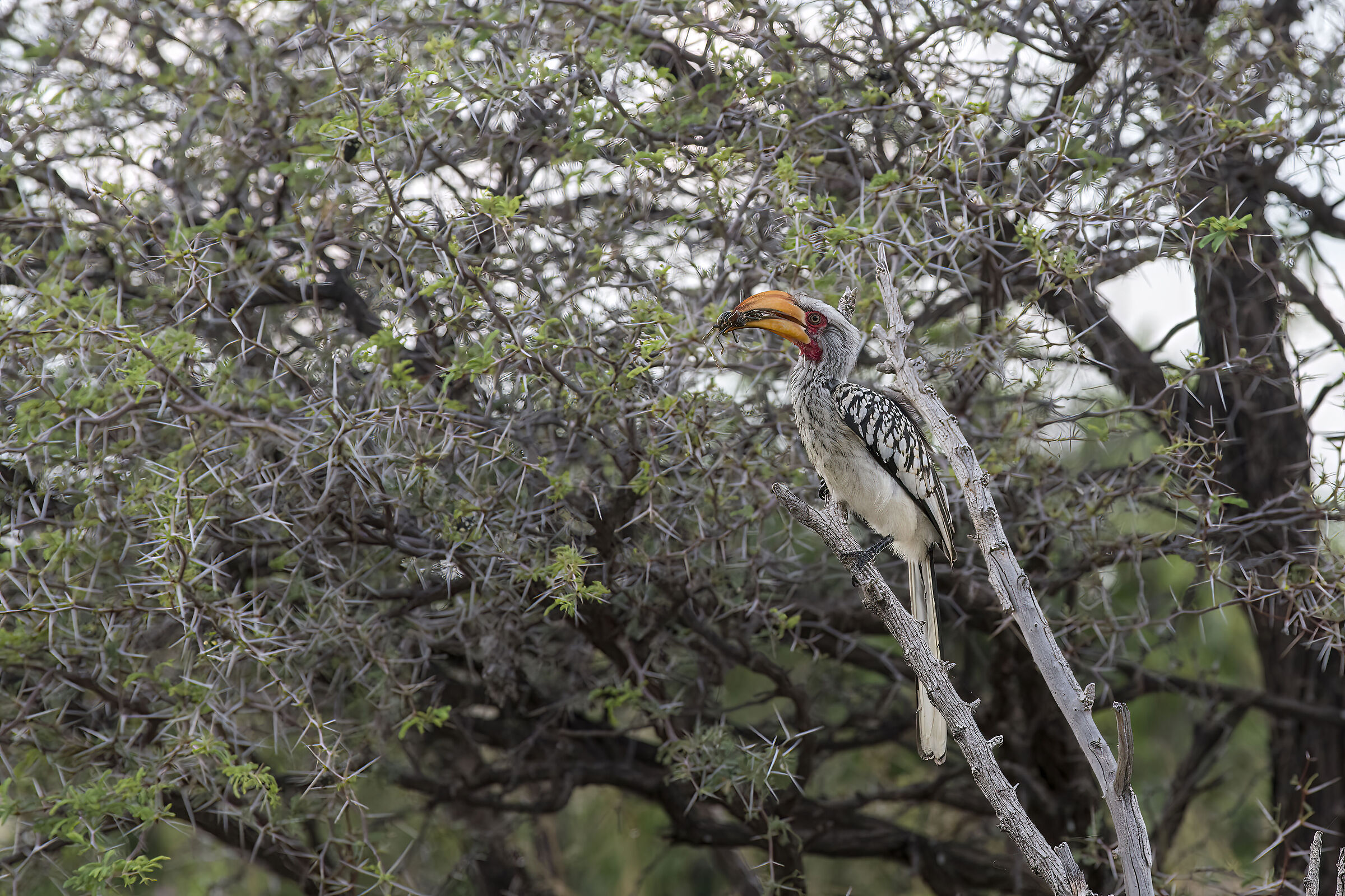 Southern yellow-billed hornbill (Tockus leucomelas)