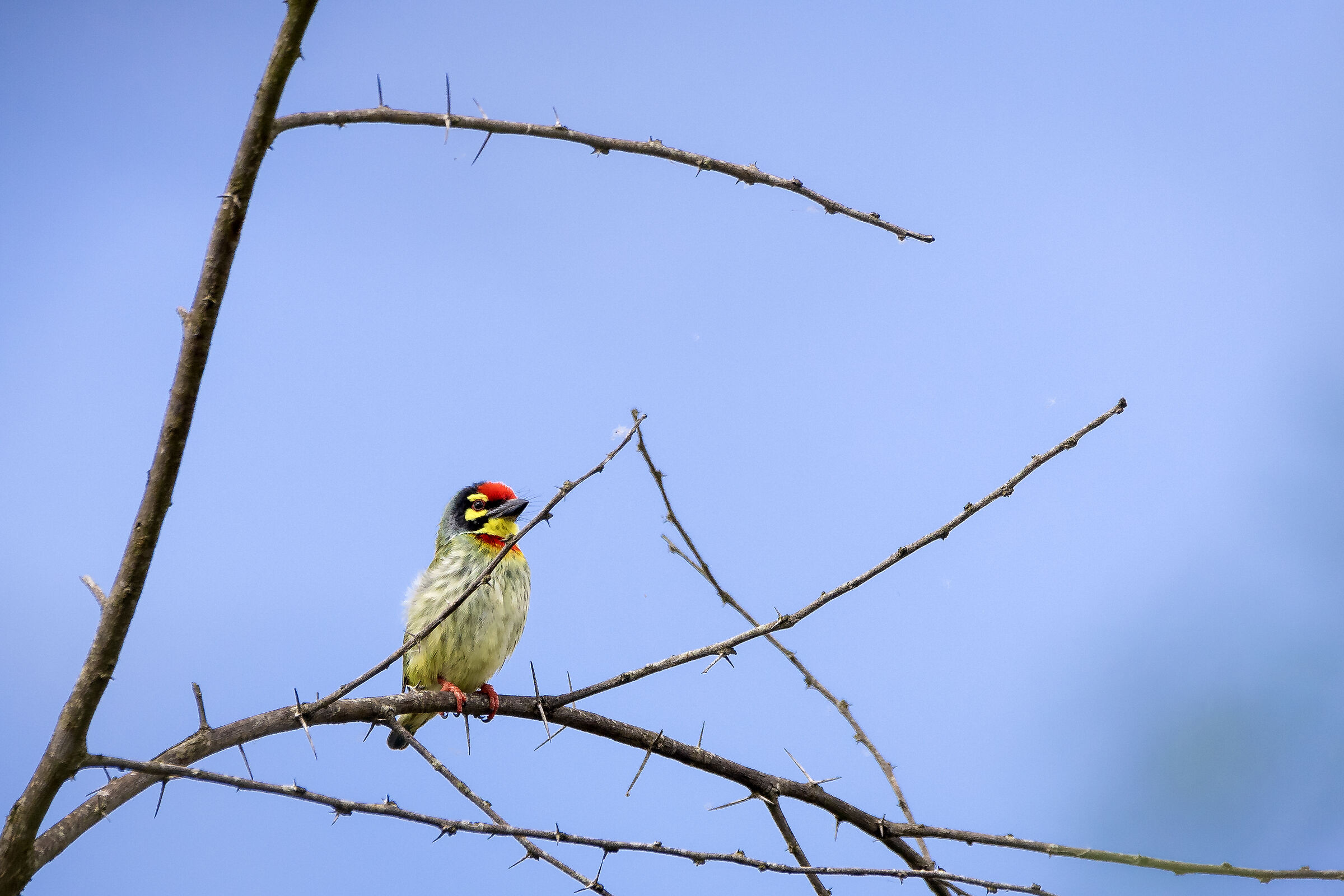 Barbet del ramaio