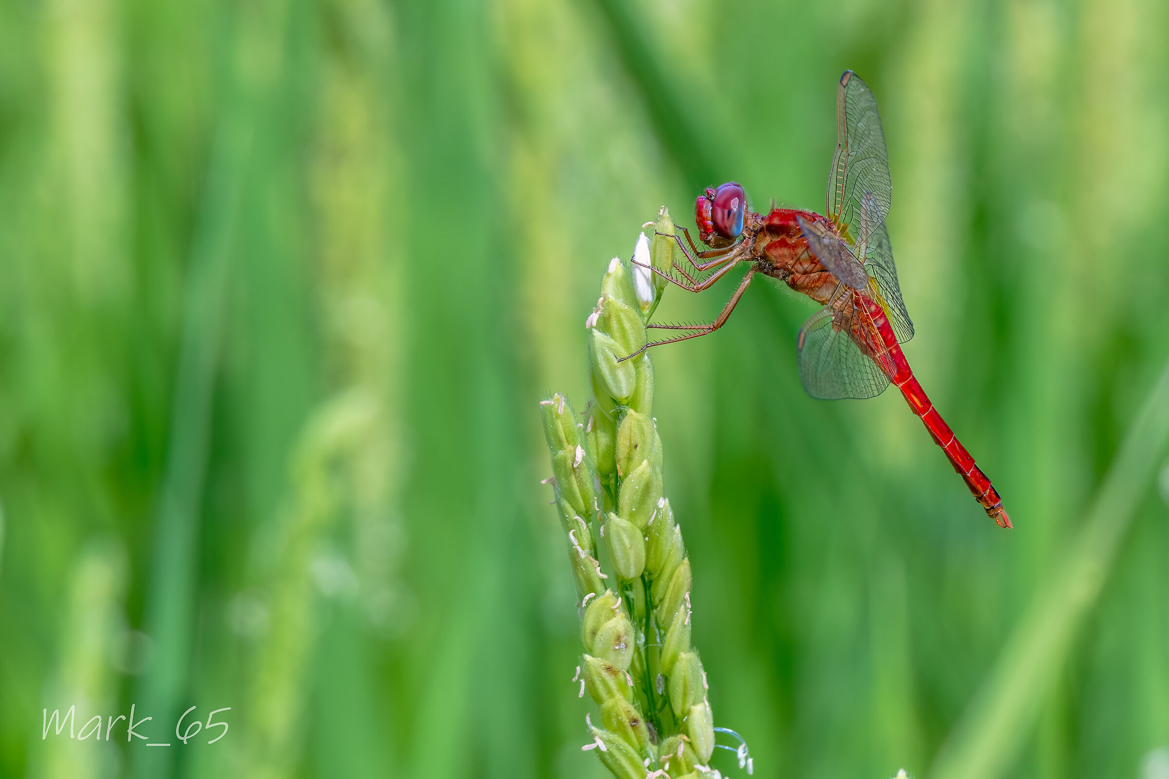 crocothemis erythraea