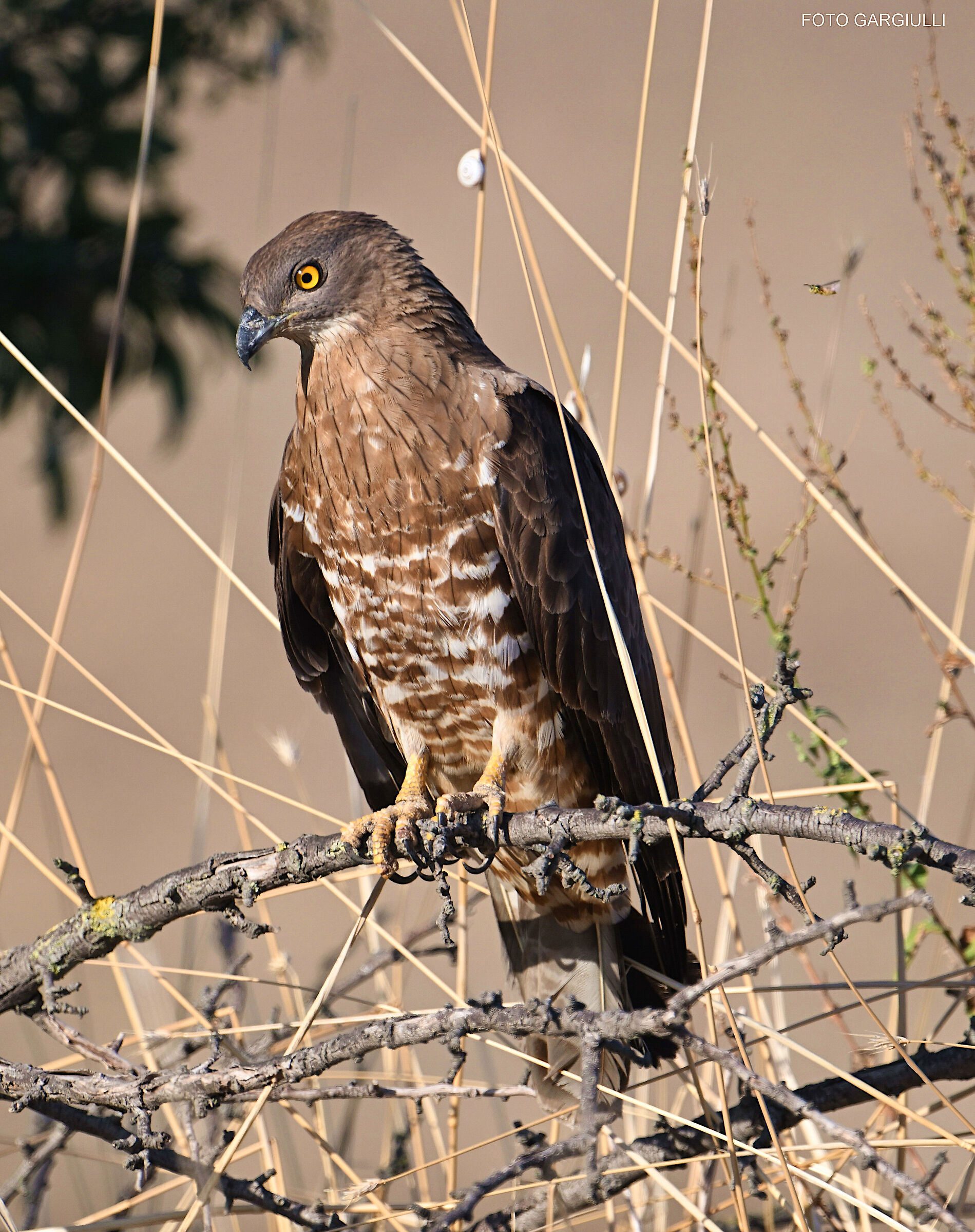 Falco Pecchiaiolo