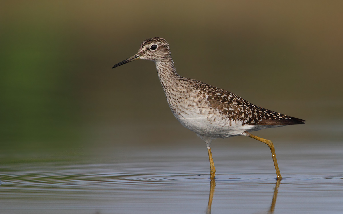 Sandpiper Sandpiper