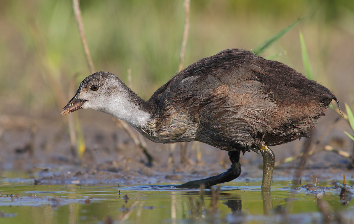 young coot