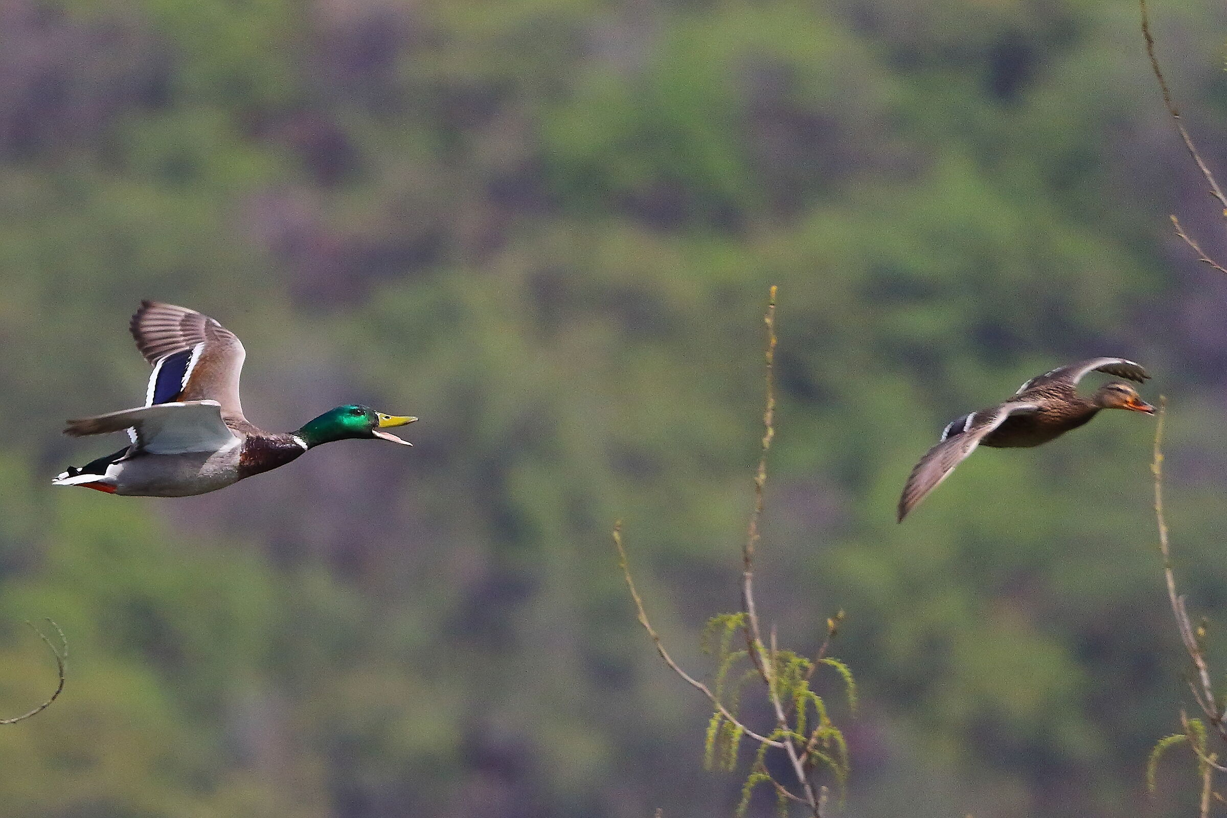 Germani R 30 marzo 2025 - 0135