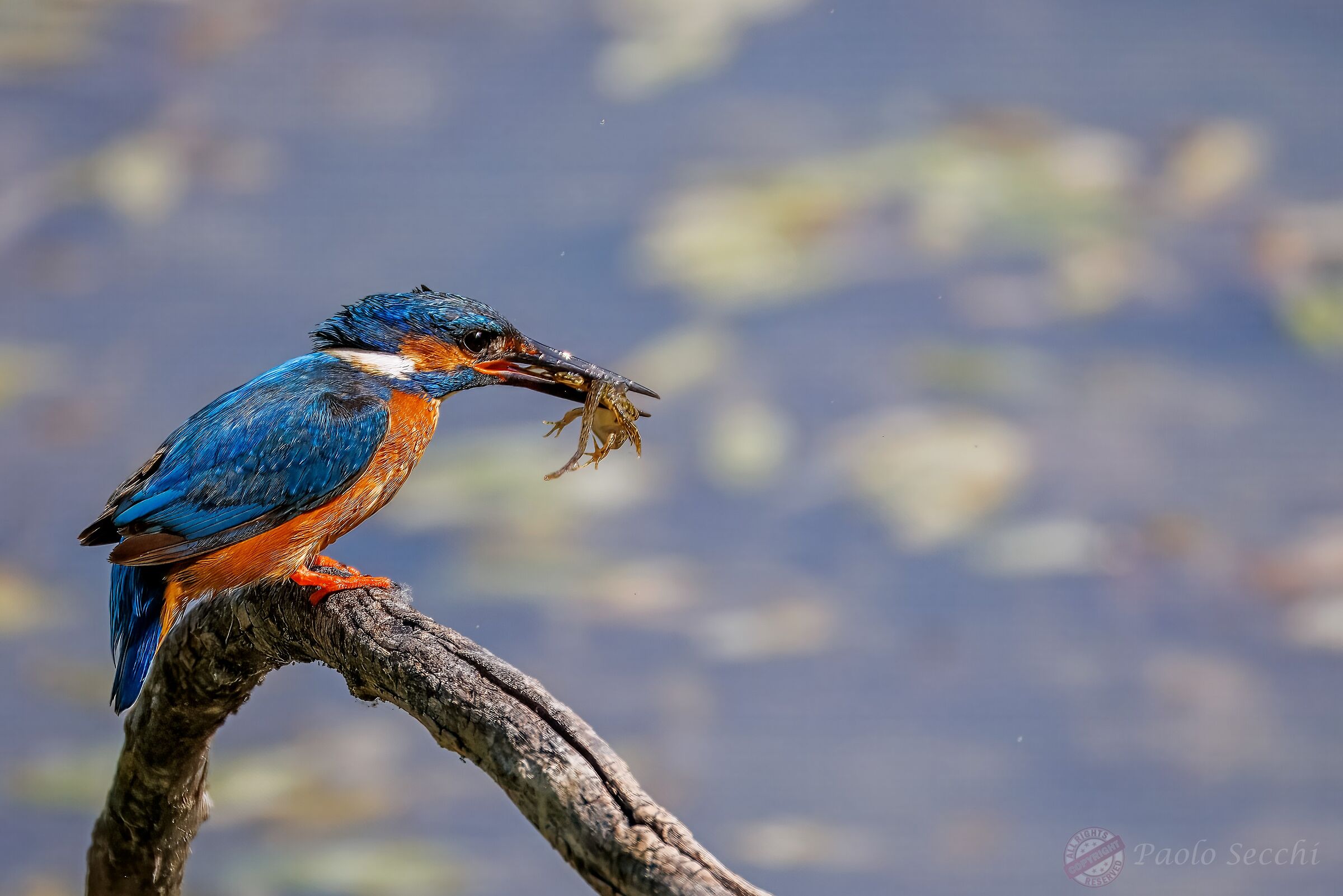 The terror of Frogtown