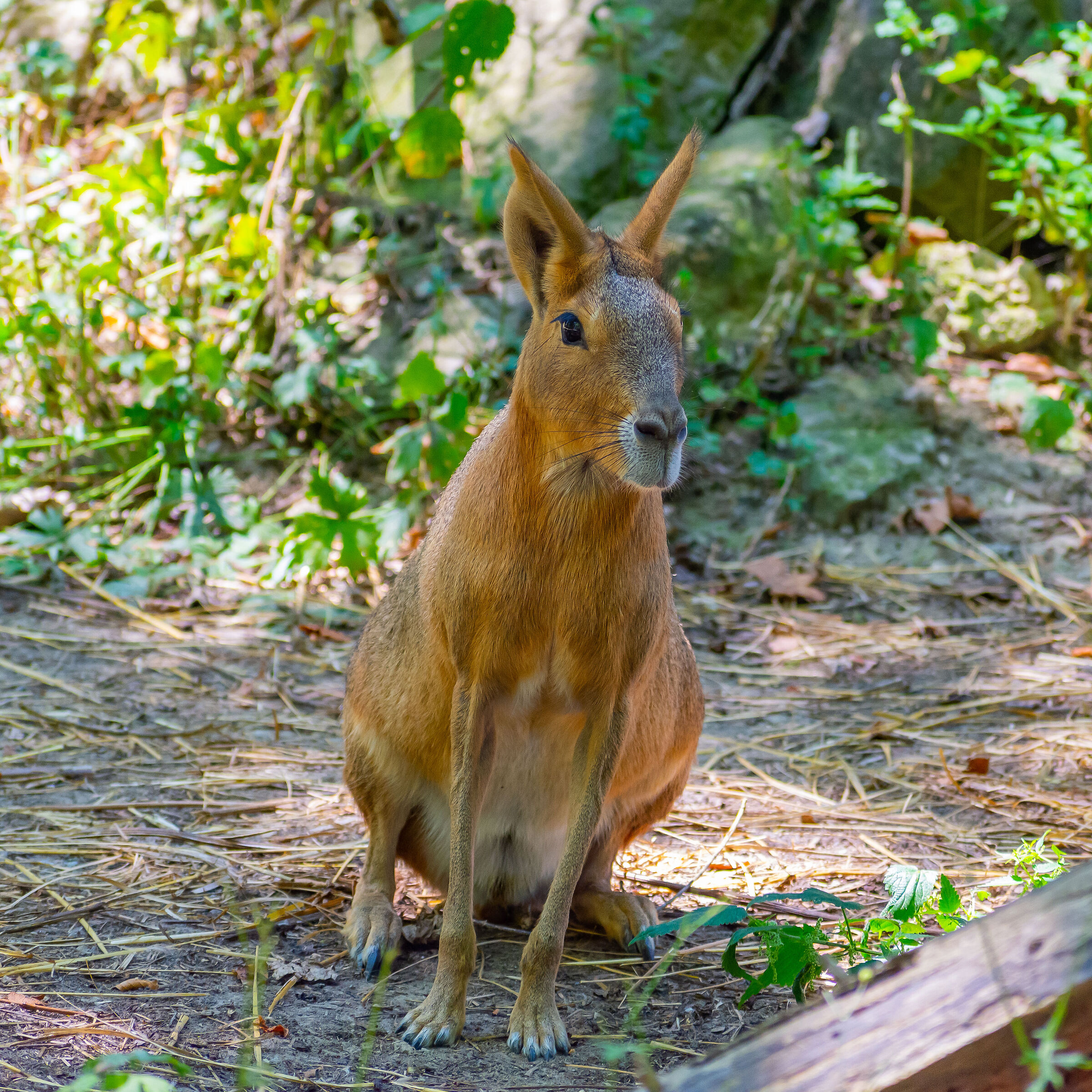 Marà della Patagonia