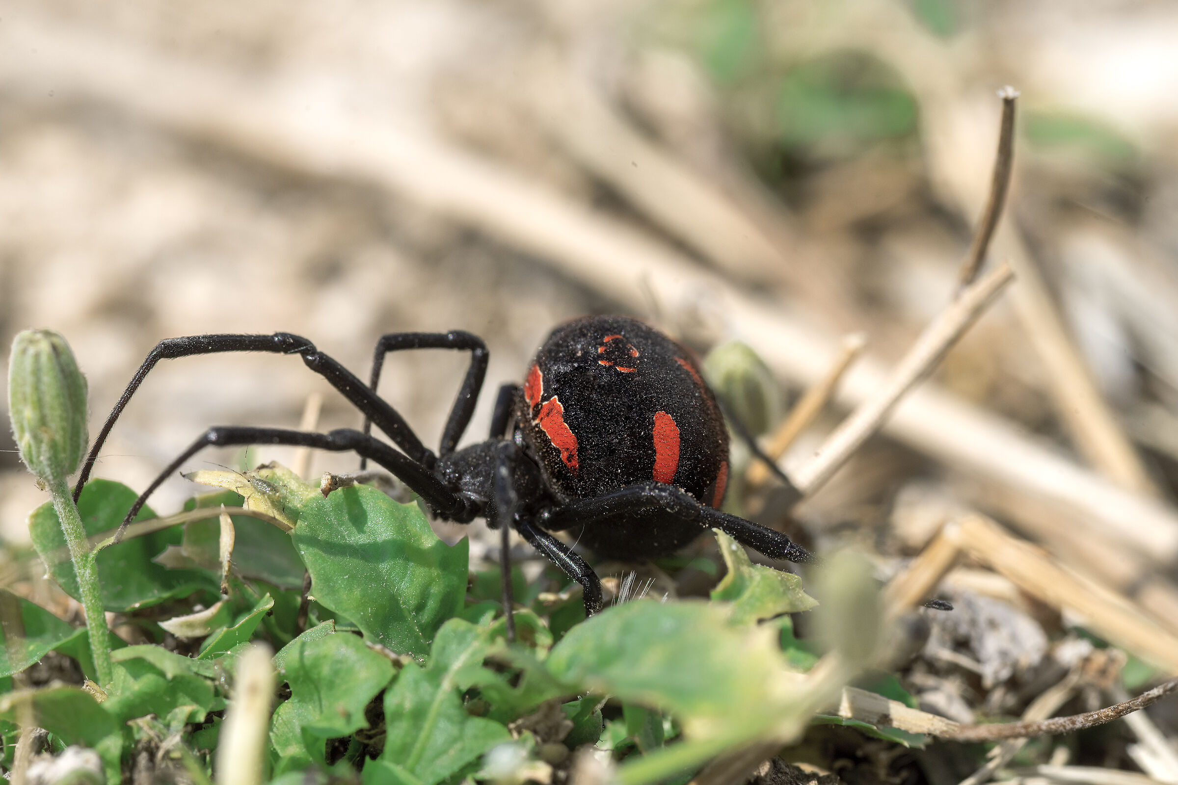 Latrodectus tredecimguttatus femmina