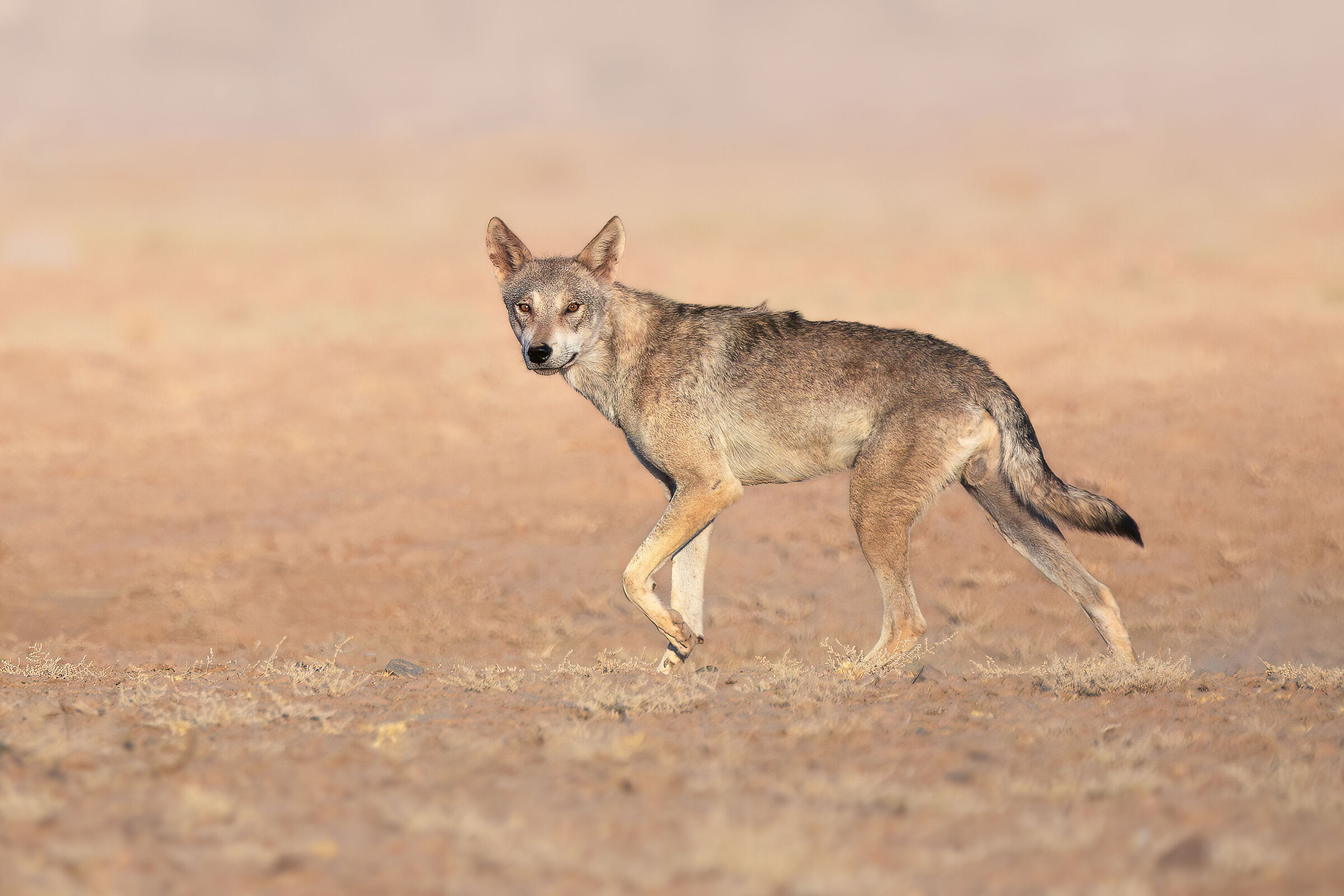 gray wolf