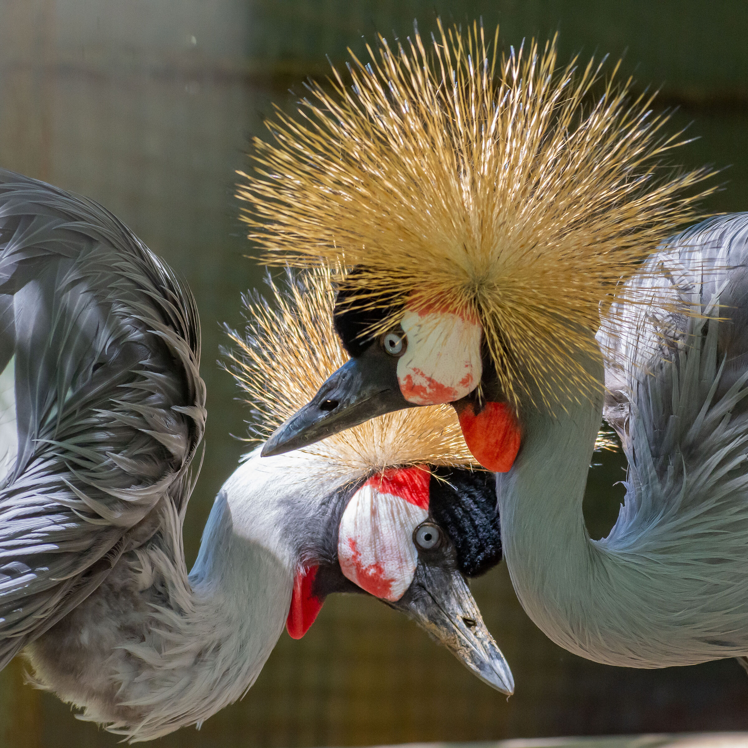 Coppia di gru coronate