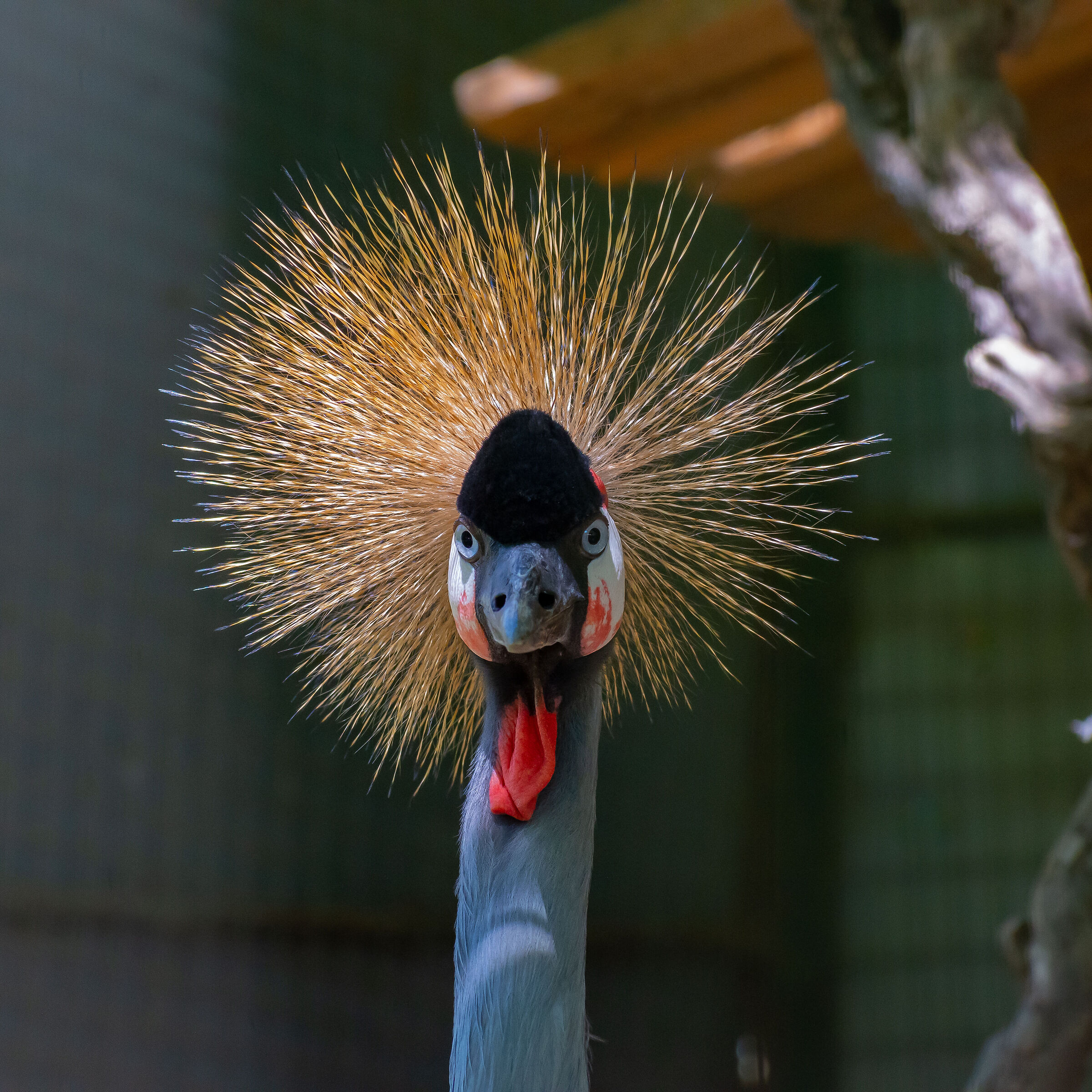 Lo sguardo della gru coronata