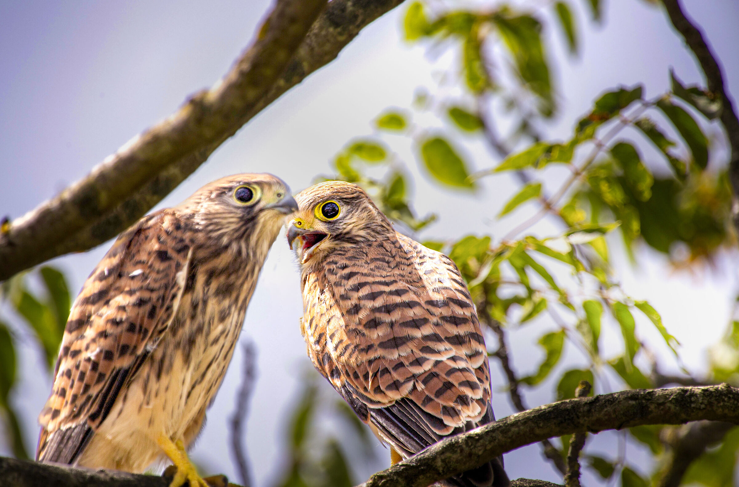 Falcons in Comacchio2