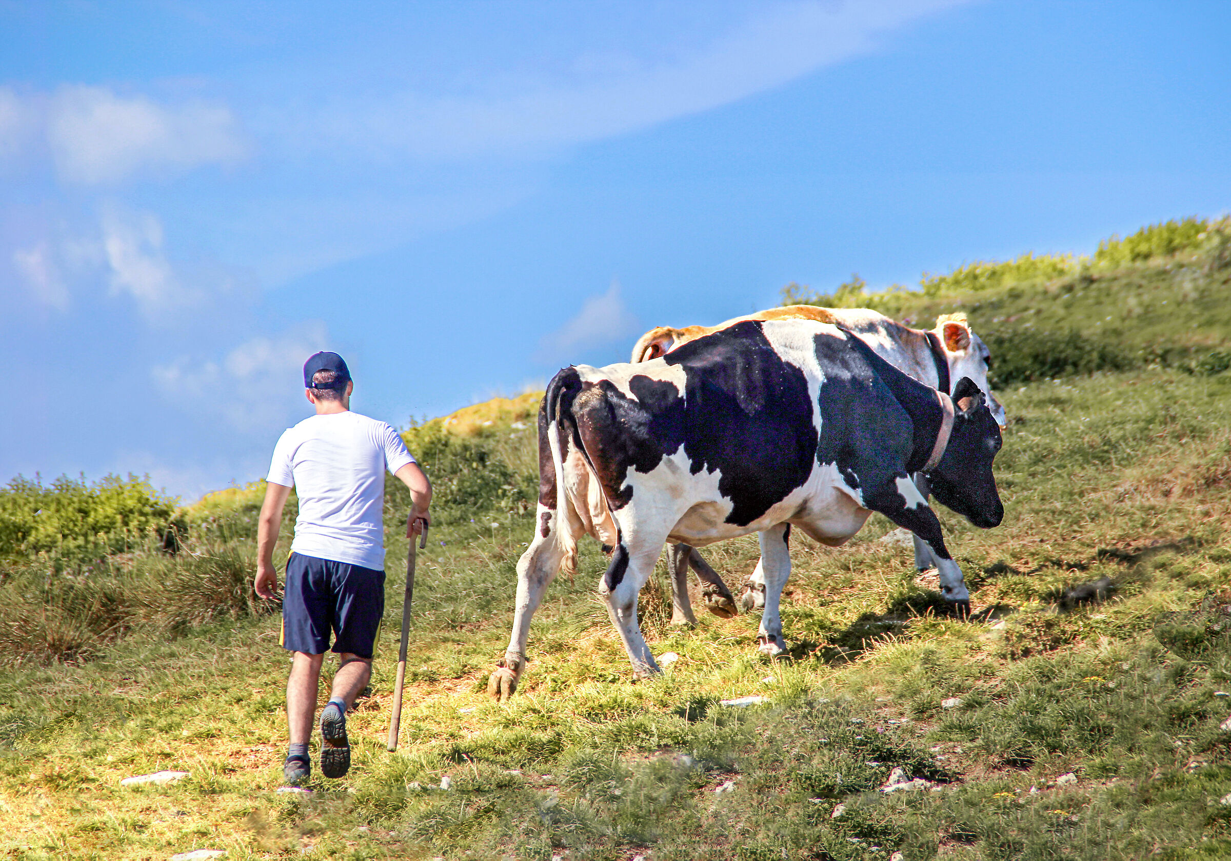 Grazing