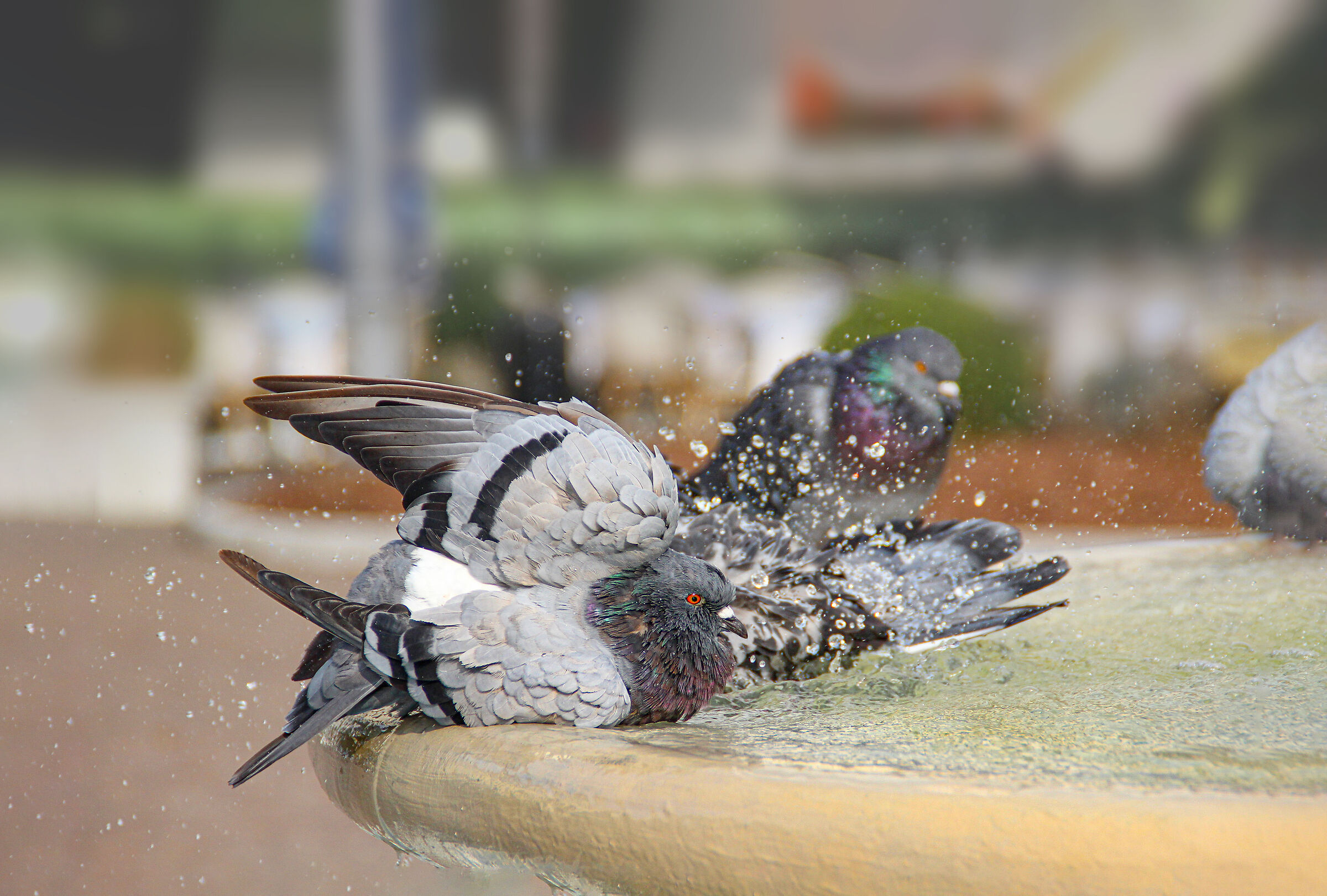 Pigeons at the bath