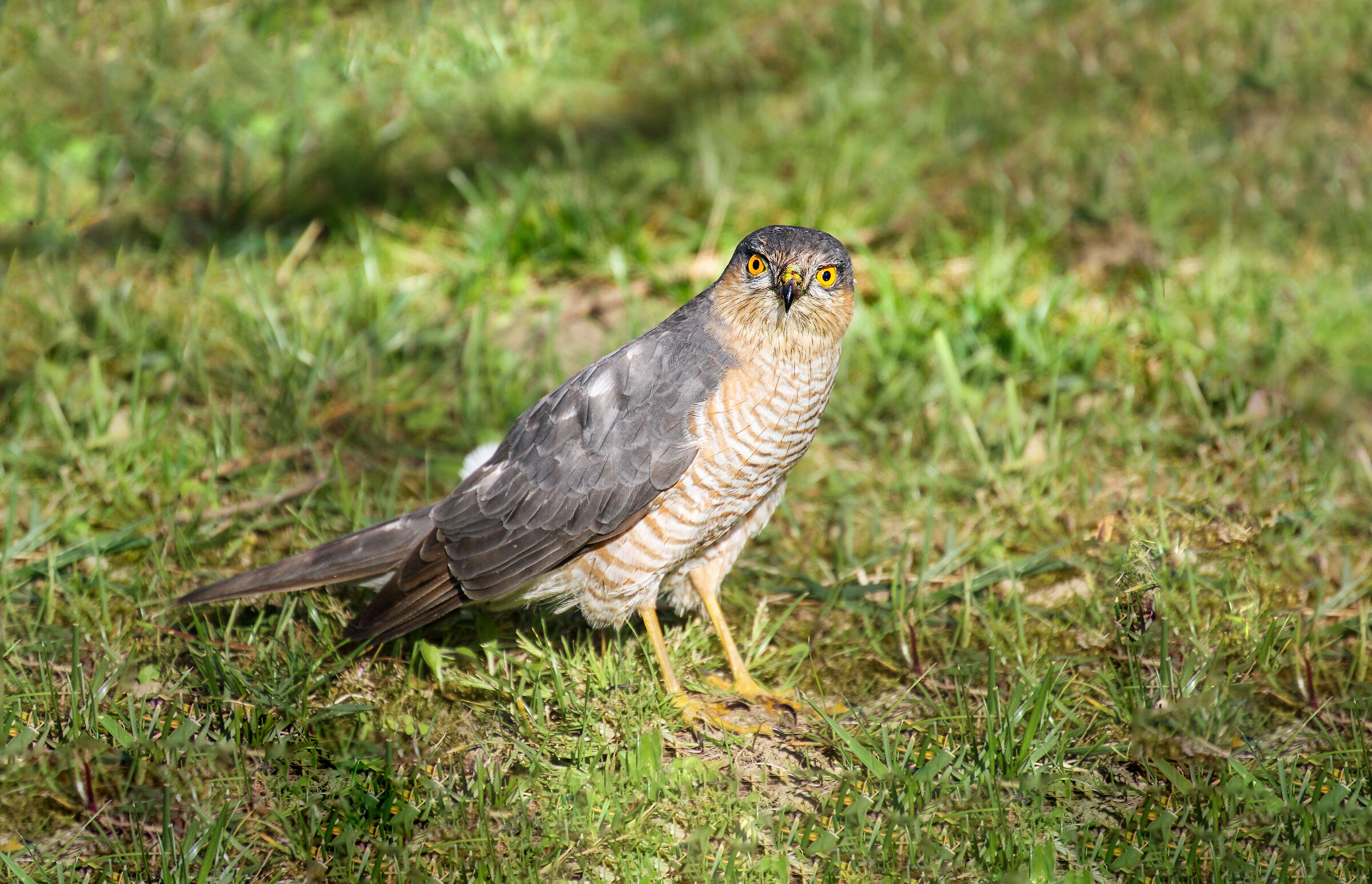 Falcon1